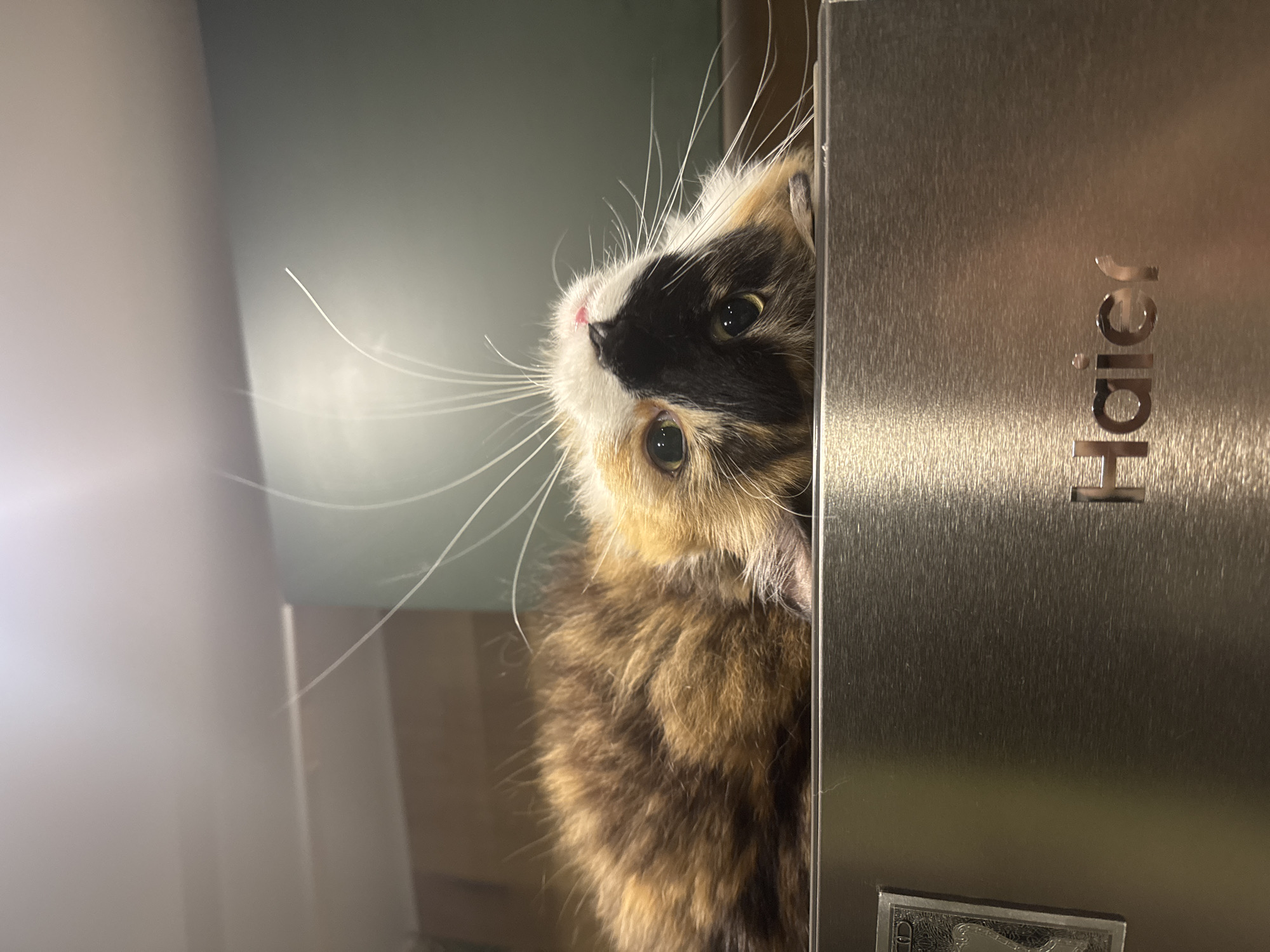 A calico cat with striking white whiskers lies on top of a brushed metal surface, its head tilted to the side, looking up at the camera. The cat's fur is a mix of brown, black, and orange patches, with a white blaze on its forehead. Its eyes are large and green, and its nose is pink. The metallic surface appears to be the top of a refrigerator, as indicated by the "Haier" logo visible on its front. The background is softly lit, with a wall painted in a muted green color. The scene is an indoor setting, likely a kitchen, with the overall impression being one of domestic comfort and a touch of playful curiosity from the feline subject. There is no indication of the city of Konakovo, Russia in this image.
