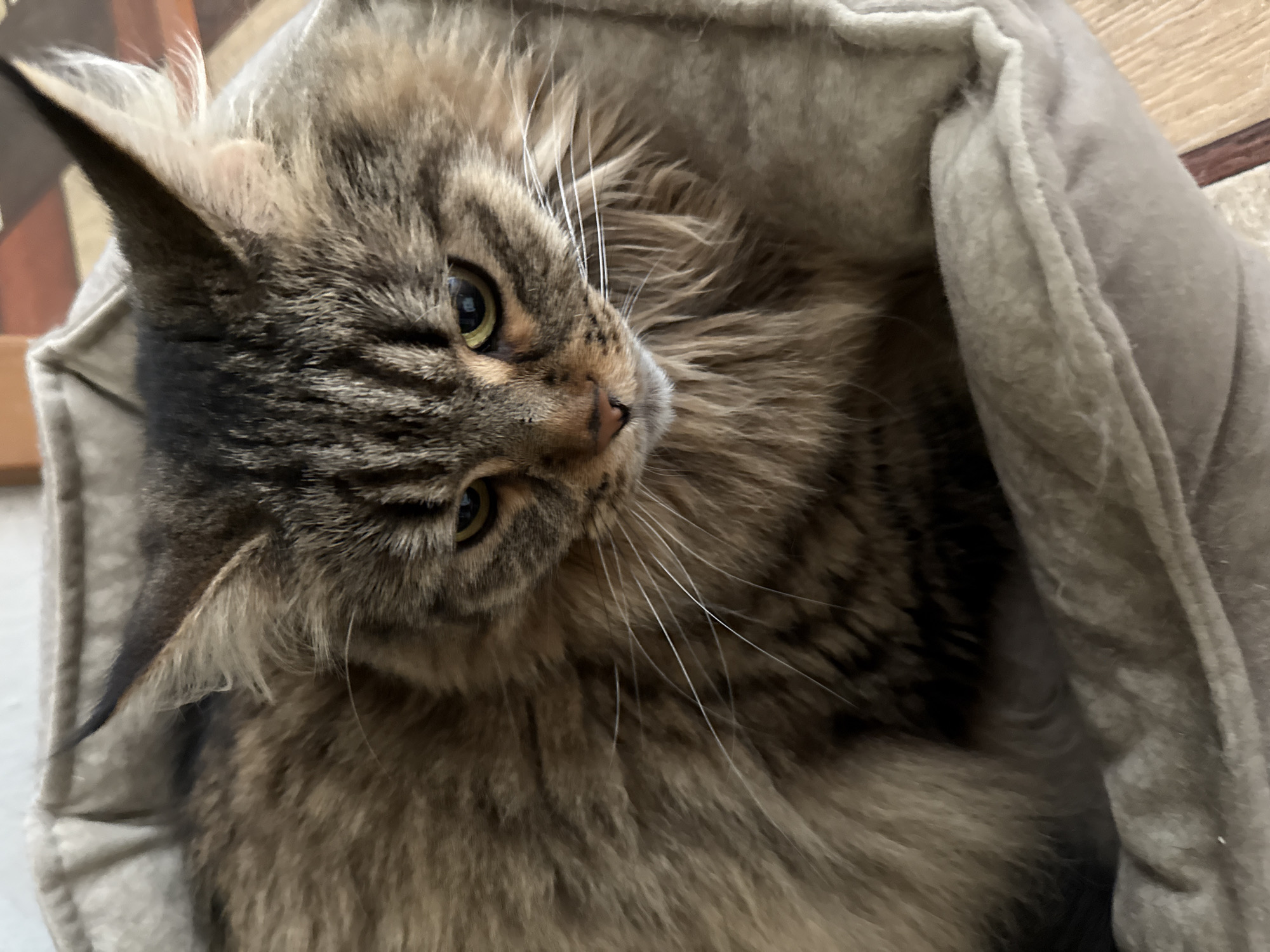 A close-up, high-angle shot captures a domestic long-haired cat, likely a tabby due to its distinctive brown, black, and grey striped and mottled fur. The cat is comfortably nestled within a soft, plush, light grey cushioned bed or blanket.
The cat's head is tilted upwards and to the right, with its gaze directed slightly out of the frame. It possesses striking golden-yellow eyes with dark, slit pupils, conveying a calm and alert expression. Long, prominent white whiskers fan out from its muzzle, which features a small, pinkish-brown nose. The fur around its face is a blend of light and dark tones, highlighting its facial features.
Its ears are pointed, with lighter, softer fur visible on the inside, and one ear shows a small, light-colored patch or bump on the skin. The cat's luxurious, shaggy fur covers its body, suggesting a fluffy texture. Parts of a wooden surface and a textured rug or floor are visible in the background, indicating an indoor setting in Izhevsk, Russia. The lighting suggests an ambient indoor environment, with no harsh shadows. No visible text is present in the image.