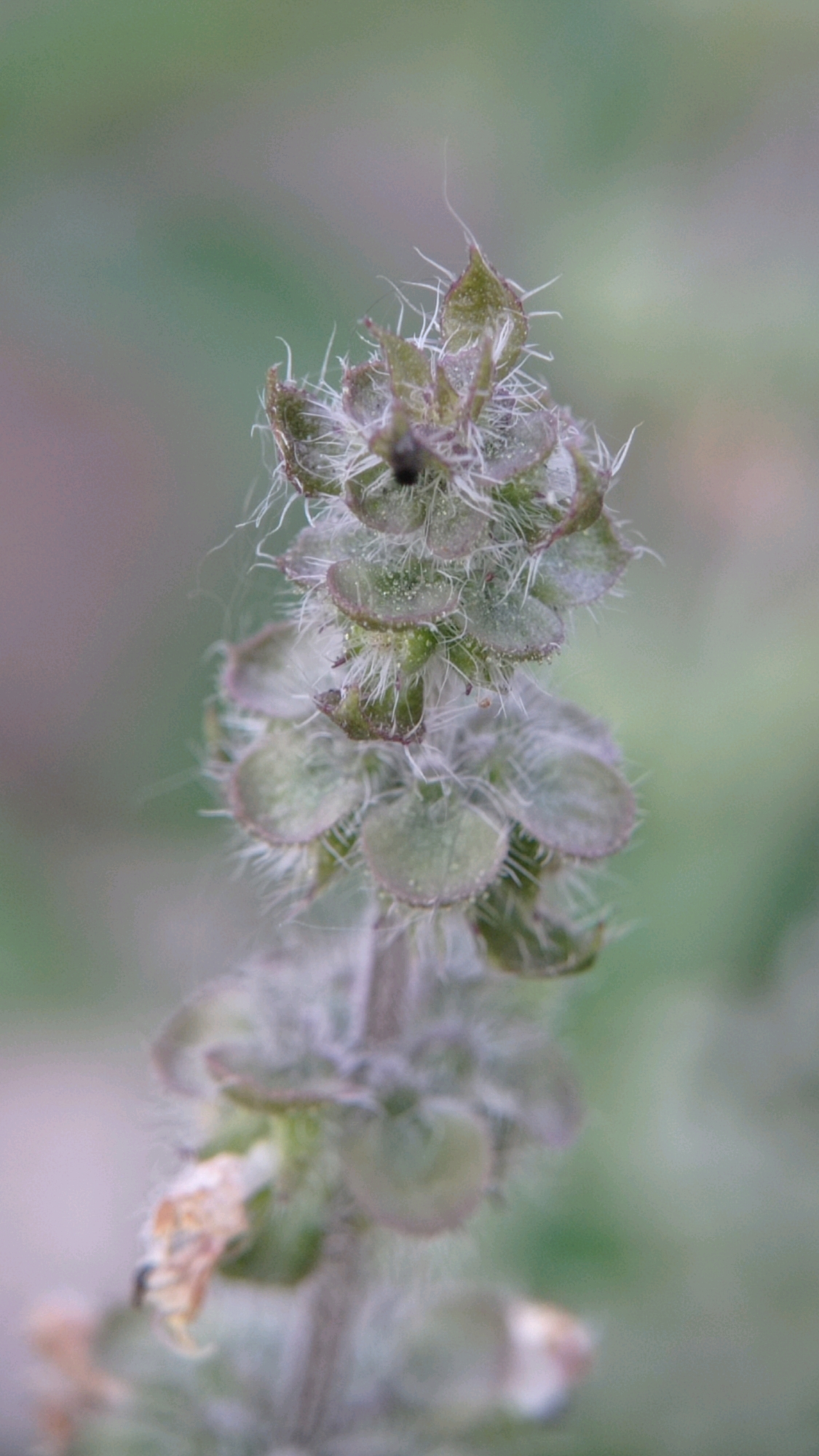 This is a macro photograph of a flowering basil plant, likely *Ocimum basilicum*, with a shallow depth of field. The focus is on the top portion of the plant's inflorescence, which features small, greenish-purple calyces covered in fine white hairs. These calyces are arranged in whorls along the stem, with some appearing to contain developing seeds. The background is softly blurred, showing muted greens and purples, suggesting an outdoor setting. The lighting is soft and diffused, typical of natural daylight. The image was captured in Batu, Indonesia, a city known for its agricultural landscape and cool climate, which is conducive to growing herbs like basil.