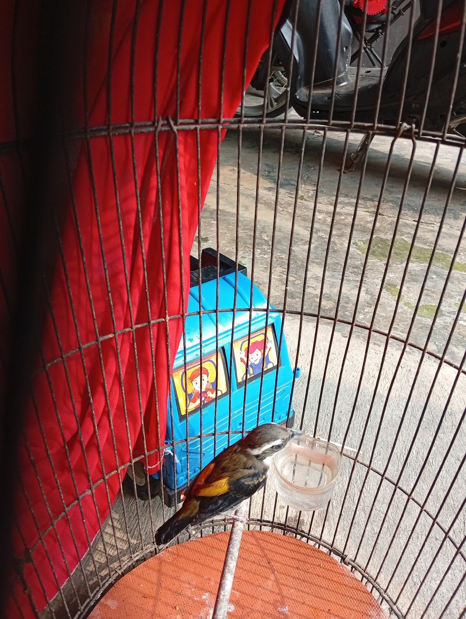 The image captures a bird inside a cage, likely in a residential or outdoor area in Caringin, Indonesia. The bird, with brown and yellow plumage, is perched on a metal rod. To the right of the bird, a small clear plastic cup filled with water is attached to the cage. Behind the cage, a bright red fabric is draped, obscuring much of the background. Further back, a blue toy bus with cartoon characters on its sides is visible. In the upper right corner of the image, part of a motorcycle, including a black tire and a red accent, can be seen. The ground surface appears to be concrete, with some patches of moisture or discoloration. The overall impression is of an everyday scene, possibly a pet bird being kept in a confined space.