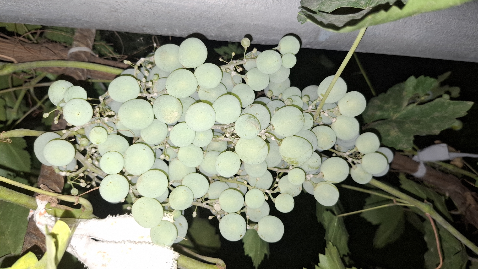 A close-up shot captures a bunch of unripe green grapes hanging from a vine. The grapes are round and densely packed on the vine, with some smaller, immature berries visible amongst them. The vine itself is woody and shows signs of growth, with some leaves present in the background, partially obscured by the grapes. The lighting suggests it might be evening or night, with the grapes appearing pale green under the artificial light. The background is dark and out of focus, hinting at an outdoor setting. There are no people or animals visible in the image. The image is a still photograph of a natural element.