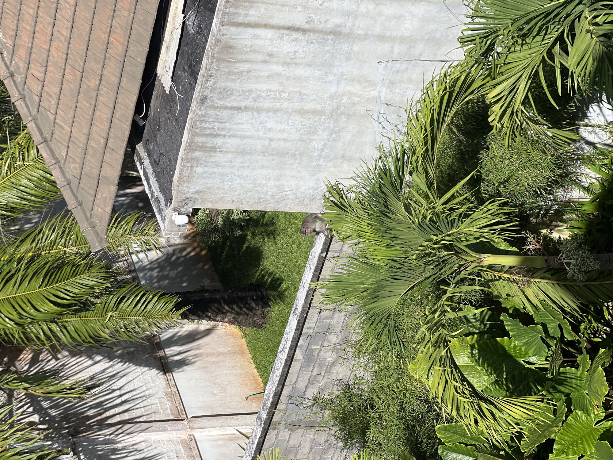 The image depicts an aerial view of a building and its surroundings, possibly in a tropical or subtropical location. The scene includes rooftops with brown tiles and concrete surfaces, along with dense vegetation consisting of palm trees and other leafy plants. A patch of grass is visible between the building and the vegetation. There is a gray animal on the grass. The photo is taken from directly overhead, providing a bird's-eye perspective of the architectural and natural elements.