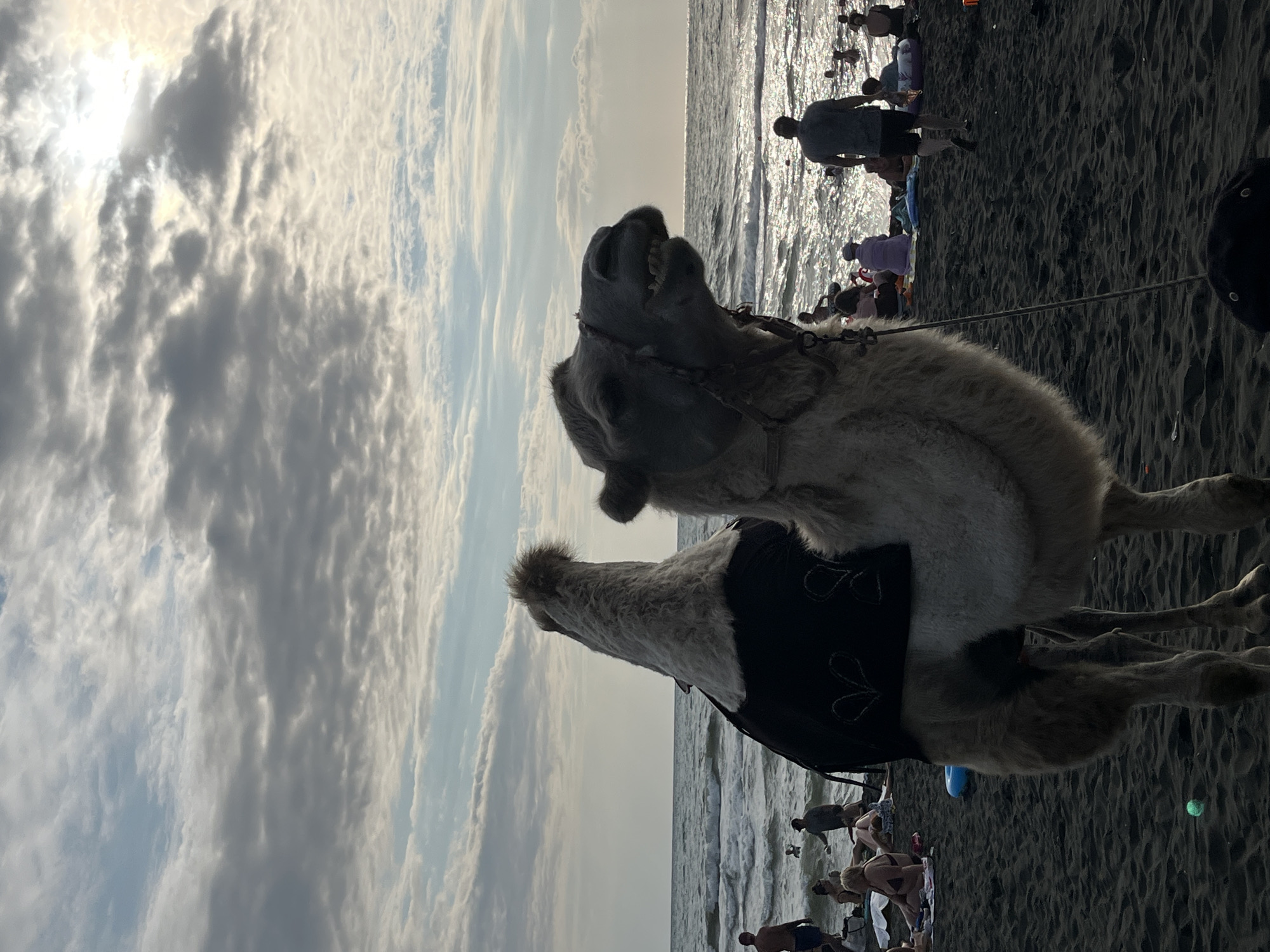 In Ureki, Georgia, a camel stands on a dark sand beach, facing right with its mouth slightly open, revealing its teeth. The camel wears a dark saddle blanket adorned with heart shapes and a bridle. Behind the camel, the Black Sea stretches out, with waves rolling towards the shore under a cloudy sky. Numerous people are scattered across the beach, some lounging on towels, others wading or swimming in the water. The scene captures a moment of leisure on a crowded beach, with the unusual presence of a camel adding a unique element.