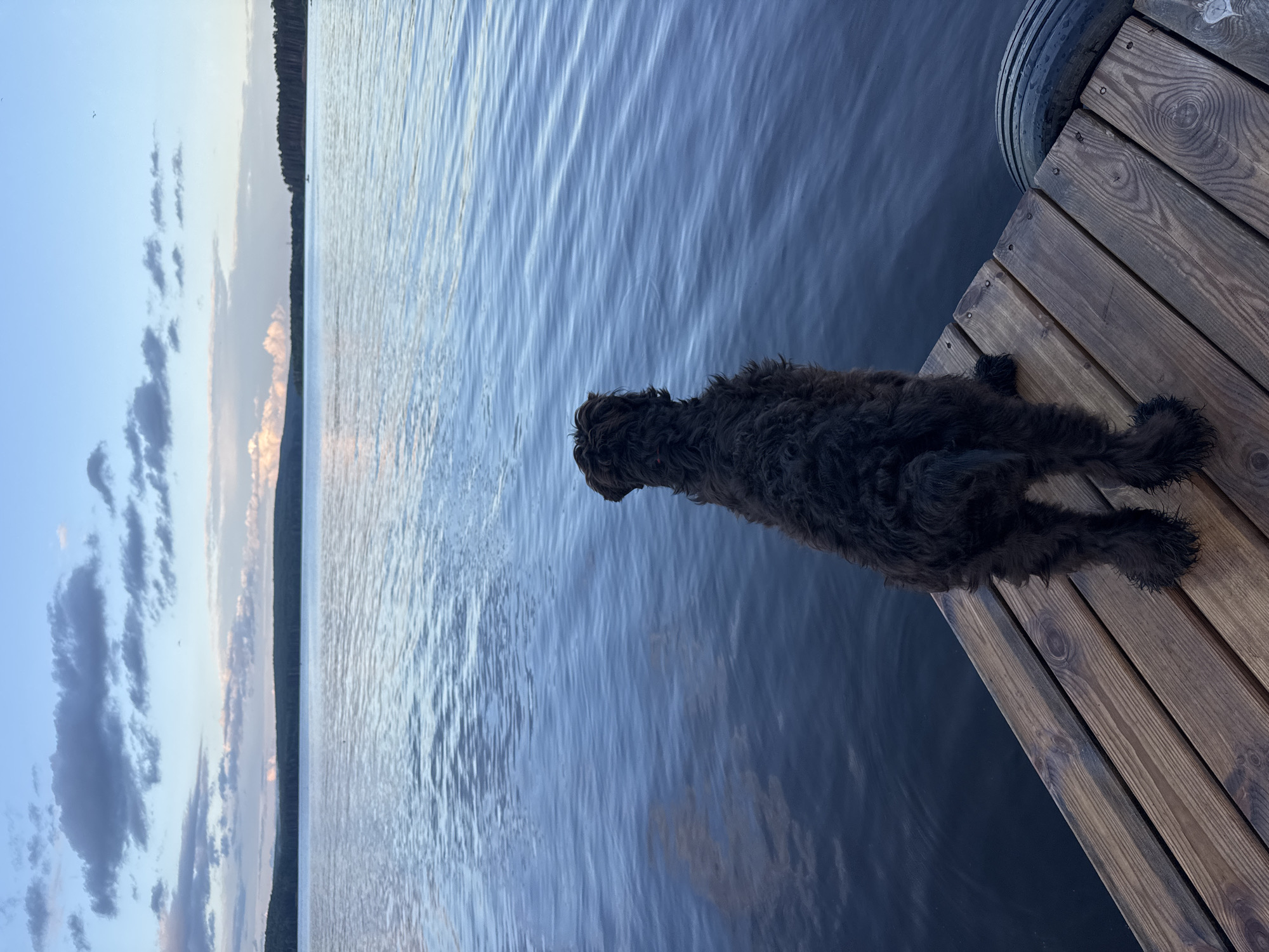 A dark-colored dog with curly fur stands on a wooden pier, facing a large body of water. The water is calm with gentle ripples. In the distance, a forested shoreline is visible under a pale blue sky with scattered clouds. The scene appears to be set at dusk, given the soft lighting. The pier is constructed of weathered wooden planks. A black tire is visible on the right side of the pier. This location is the Kama River in Chaikovsky, Russia.