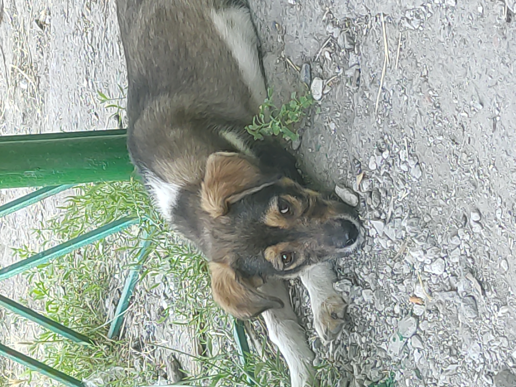 A young dog with brown and white fur is lying on a gravelly surface next to green foliage. The dog has sad eyes and is resting its head on the ground. A green metal structure, possibly a fence or part of a table, is visible in the background. The scene appears to be outdoors in a somewhat unkempt area. The location is identified as Radisne, Ukraine.