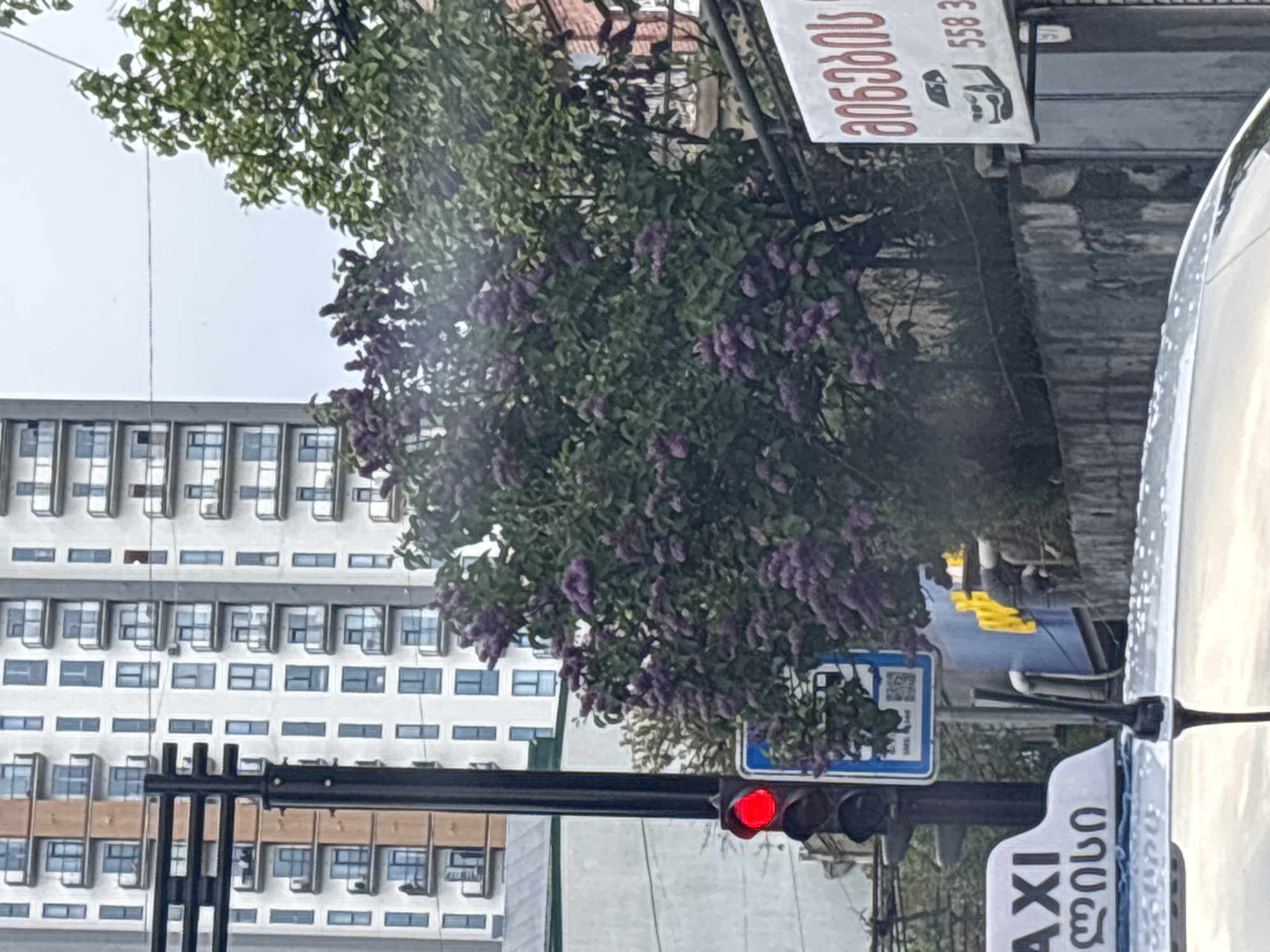 The image shows a street scene in Tbilisi, Georgia. A tall, white building with numerous windows is visible in the background. A tree with purple flowers is in the foreground, partially obscuring the building. A traffic light is positioned on a pole, with a red light illuminated. A "TAXI" sign in Georgian script is visible on the right. A sign with a QR code is also present. The photo is taken from a slightly low angle and appears to be rotated counter-clockwise. The right side of a white car is visible on the right edge of the image.