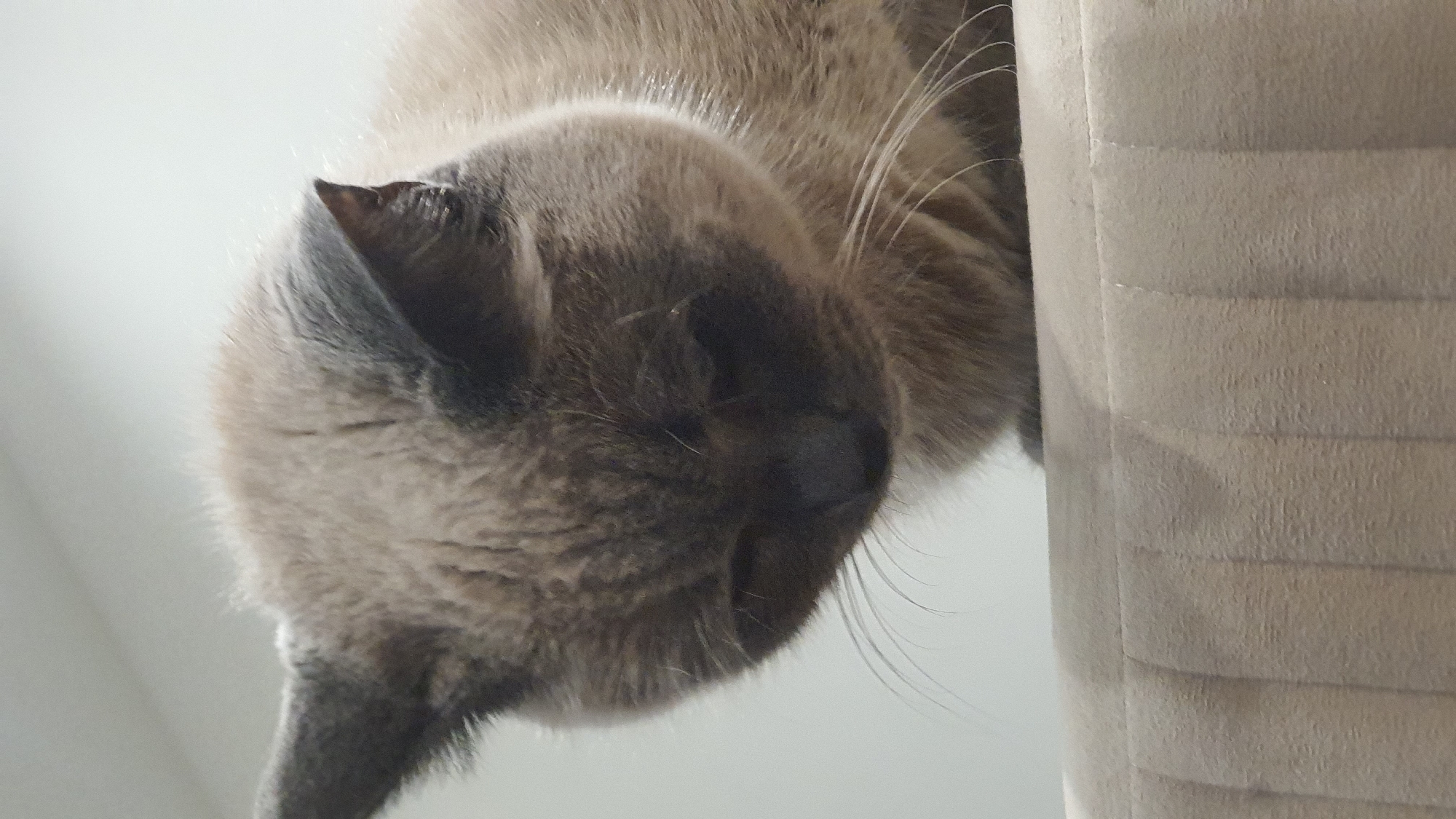 A close-up, low-angle shot shows the head of a light brown cat with dark points on its ears and face. The cat is looking down and to its left, with its whiskers visible. Its ears are pointed upwards. The cat is sitting on a beige textured surface, which appears to be upholstery, possibly a couch. The background is a plain, light-colored wall. The image was taken indoors. There is no information available about the location in Krasnoyarsk, Russia.