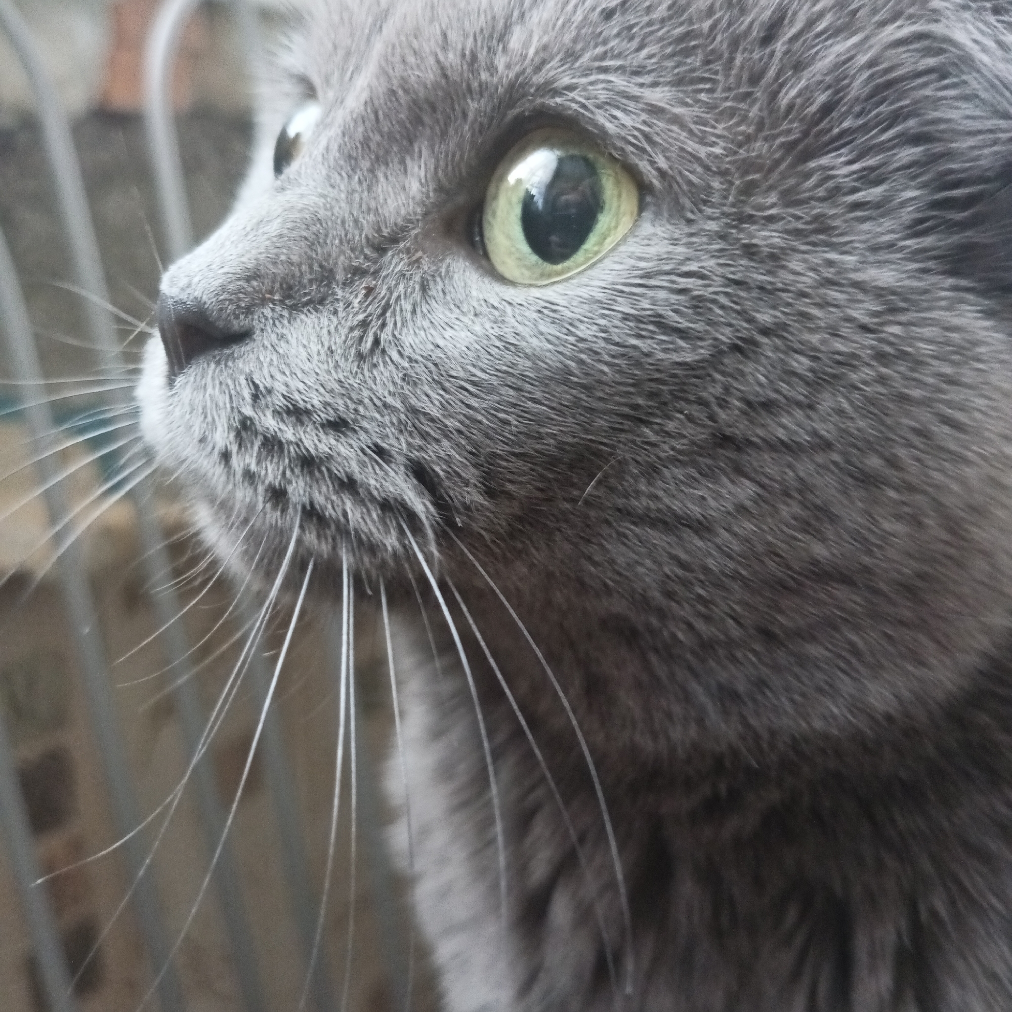 A close-up shot depicts the head and face of a grey cat. The cat is facing left, with its eyes open and focused on something beyond the frame. The eye is a light green color. The cat's whiskers are long and white, and its fur is dense and grey. The background is blurred, but it appears to be a metal fence or gate with brick behind it. The photograph was taken in Chaikovsky, Russia.