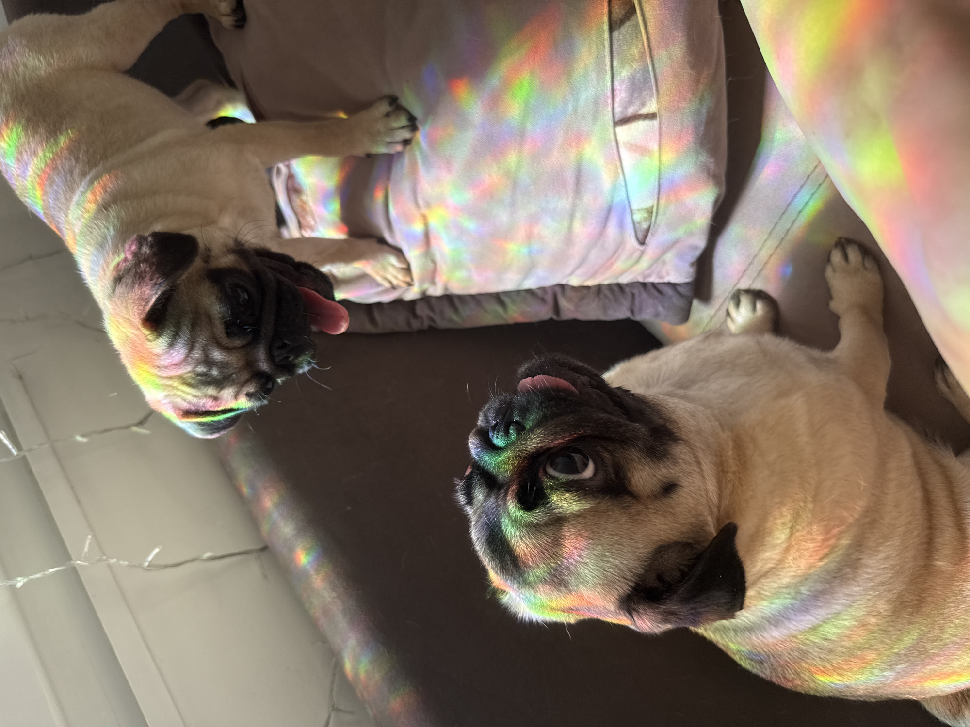 Two pug dogs are lying on a dark-colored sofa with a light-colored pillow nearby. Rainbow-colored light is cast across the dogs, the sofa, and the pillow. The location is Unknown, Unknown.