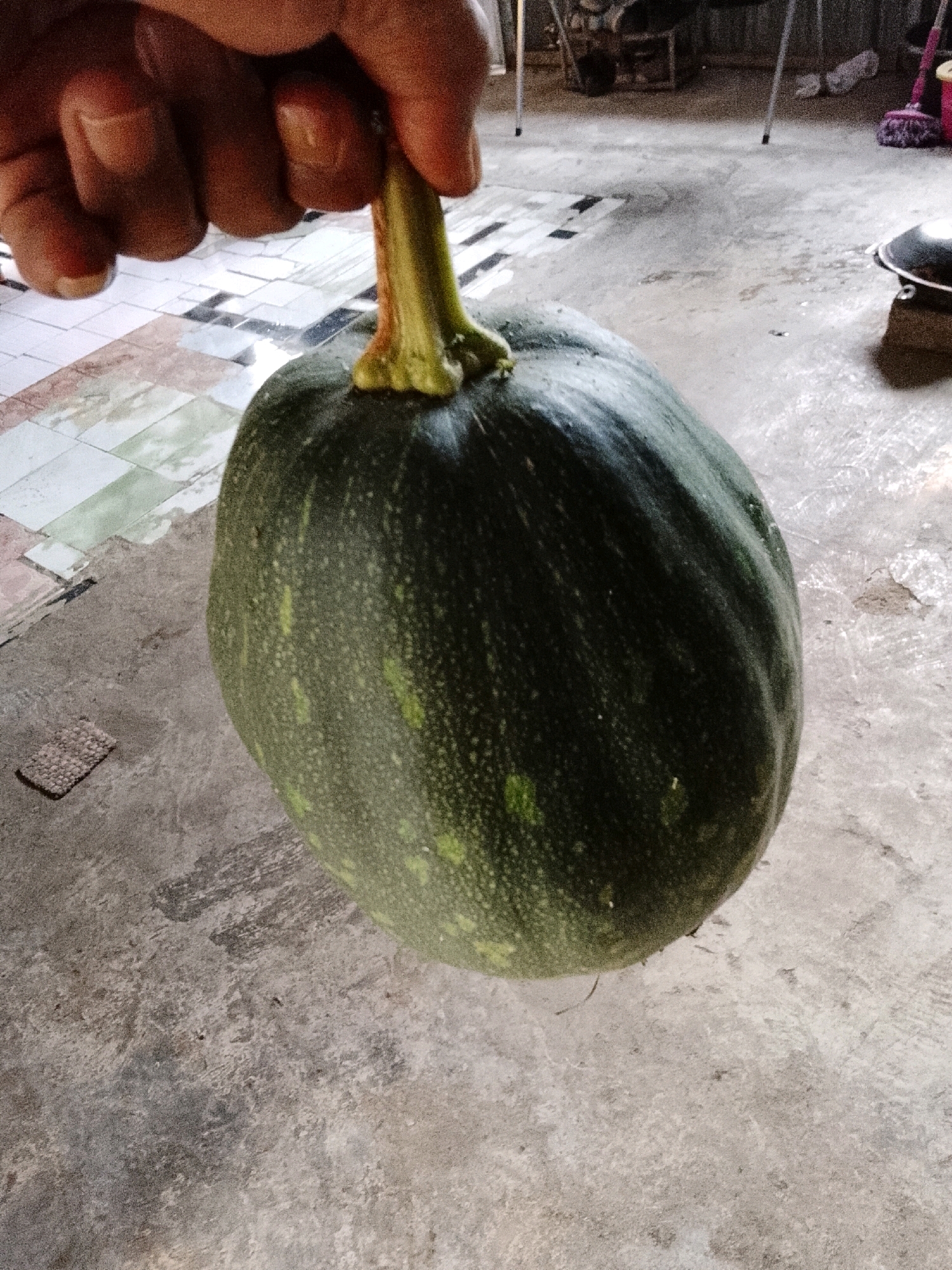 A person's hand is holding the stem of a dark green, oval-shaped pumpkin. The pumpkin is the central focus of the image and appears to be suspended. The background shows a concrete floor with some tiled sections and other objects, including a pot and cleaning supplies, suggesting an outdoor or semi-outdoor area, potentially a yard or storage space in a residential setting in Padang Dalom, Indonesia. The lighting suggests it is daytime.