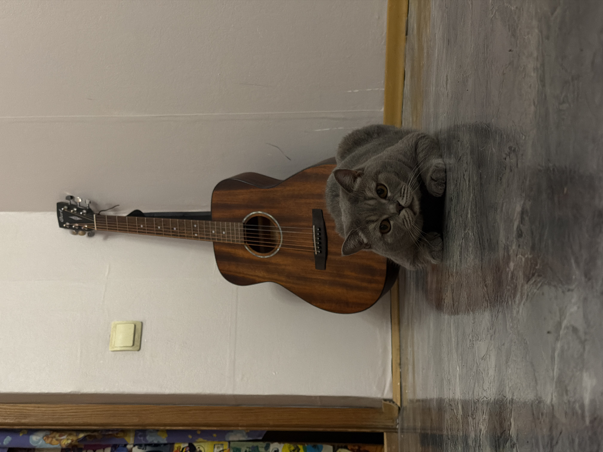 An indoor scene in Perm, Russia, captures a grey cat and an acoustic guitar. A short-haired grey cat, likely a British Shorthair, with prominent amber eyes, lies on a grey, textured floor in the lower right of the frame. The cat looks directly at the viewer with an alert and curious expression, its front paws tucked.
To the left, a dark brown wooden acoustic guitar hangs vertically against a light-colored wall. The guitar features a natural wood finish, a visible soundhole, and six strings. The wall behind it is plain and light-toned, possibly white or off-white, with a faint horizontal seam or line across its middle. A square, light-colored light switch or outlet is mounted on the wall beneath the guitar.
The floor is a uniform grey, possibly concrete or a textured tile, showing some reflective quality. At the very bottom of the image, a wooden frame or shelf is visible, with blurry, colorful objects beneath, suggesting books or items stored on a lower level. The lighting is indoor, without clear indicators of specific time of day. No visible text is present in the image.