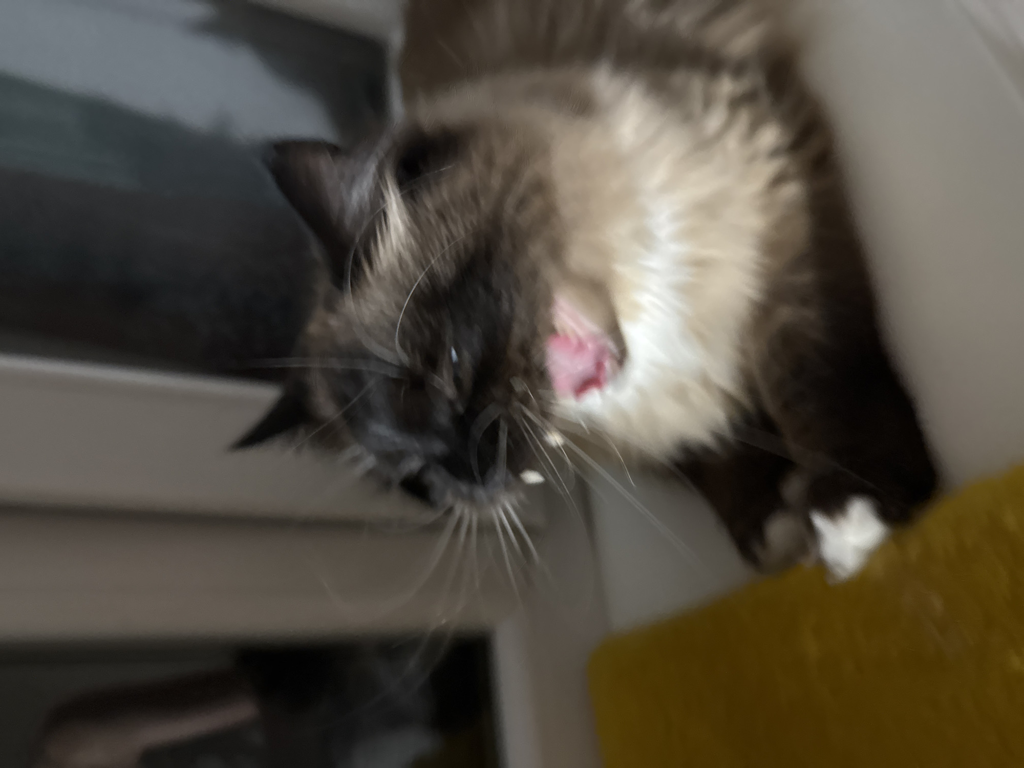 An out-of-focus, close-up, eye-level, indoor shot shows a fluffy, Siamese-mix cat yawning or vocalizing. The cat's mouth is open wide, revealing its pink tongue and sharp, white teeth. Its whiskers are long and prominent. The cat has dark brown and tan fur with lighter fur on its chest. It is sitting on a white surface, possibly a windowsill, with a bright yellow object to its left. The background is blurred and dark, with some light reflecting off a window. The overall impression is of a candid, somewhat blurry moment captured in a domestic setting.