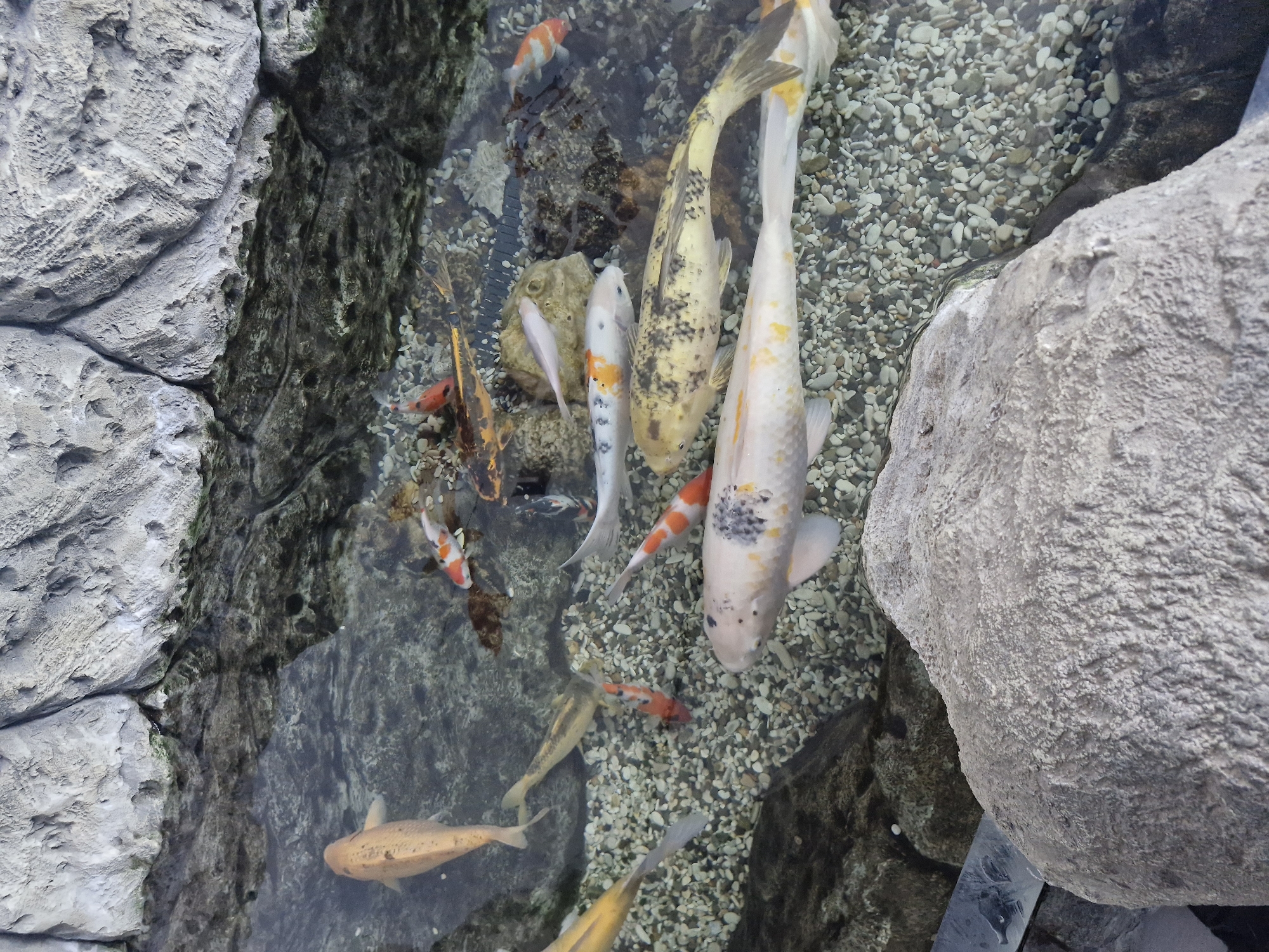 The image displays a koi pond with several koi fish swimming. The pond is surrounded by large, rough-textured grey rocks. The water is clear, allowing the pebbled bottom to be visible. Several koi of various colors, including orange, white, and black markings, are present. Some fish are close to the surface, while others are deeper in the pond. There are no people visible in the image, and no specific details suggest a location in Yekaterinburg, Russia.