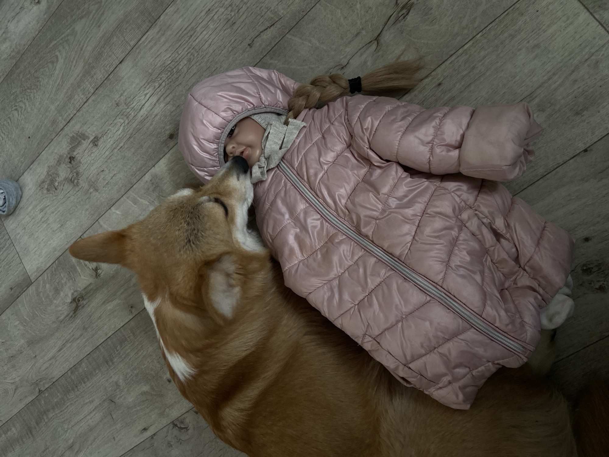 An overhead shot captures a Corgi dog and a young child (possibly a doll given the smooth features) interacting closely on a light-colored wooden floor indoors. The child is dressed in a shiny, pale pink quilted puffer jacket with a hood and a grey knitted balaclava or scarf. A long, blonde braid tied with a black elastic peeks out from under the hood. The Corgi, with light brown and white fur, has its muzzle near the child's face, appearing to sniff or gently lick. The child's eyes are open, and their lips are slightly parted, displaying a calm, neutral expression. A rolled-up grey sock or piece of fabric is visible on the floor in the upper left corner. The image depicts a tender moment of interaction between the animal and the child in what appears to be a domestic setting in Chaikovsky, Russia.