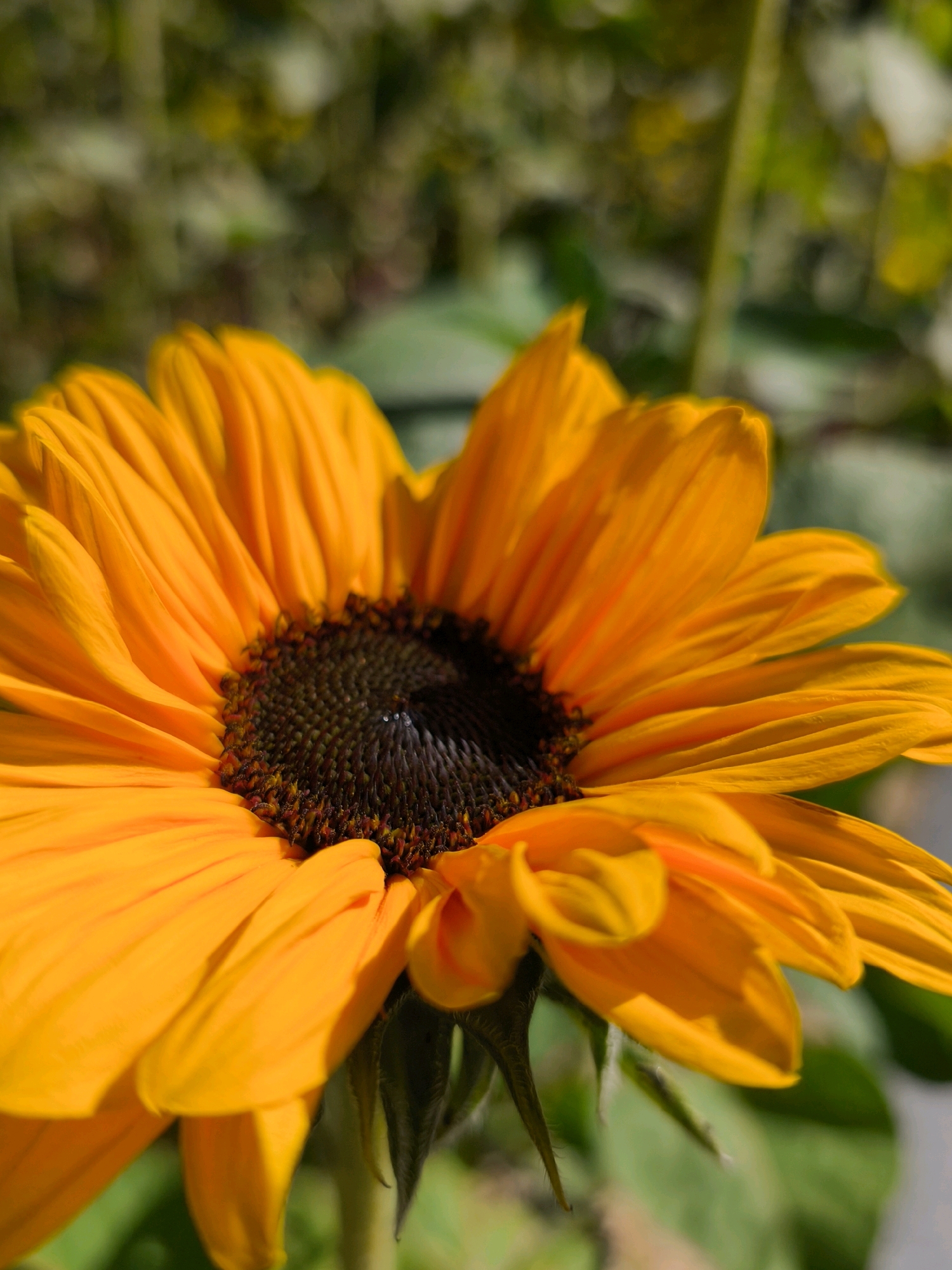 A close-up, low-angle shot showcases the vibrant orange petals of a sunflower, which fill most of the frame. The dark center of the flower is visible, with its intricate texture and many small florets. The petals are soft and slightly curved, with shadows creating depth and highlighting their texture. The background is blurred, featuring green foliage and hints of sunlight filtering through. The scene is outdoors, likely in a garden or park. There are no people or animals visible in the image, and no specific landmarks are identifiable to pinpoint a location within Mahilyow, Belarus.
