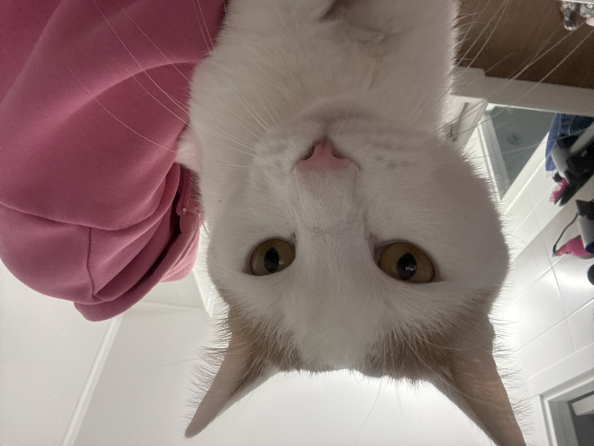 A close-up, upside-down photograph shows a white and orange cat looking directly at the camera with a pink hooded sweatshirt visible on the left. The background features a bathroom setting with white tiles and a glimpse of a mirror and other items in the periphery. The location of Murino, Russia, cannot be ascertained from the visual data.