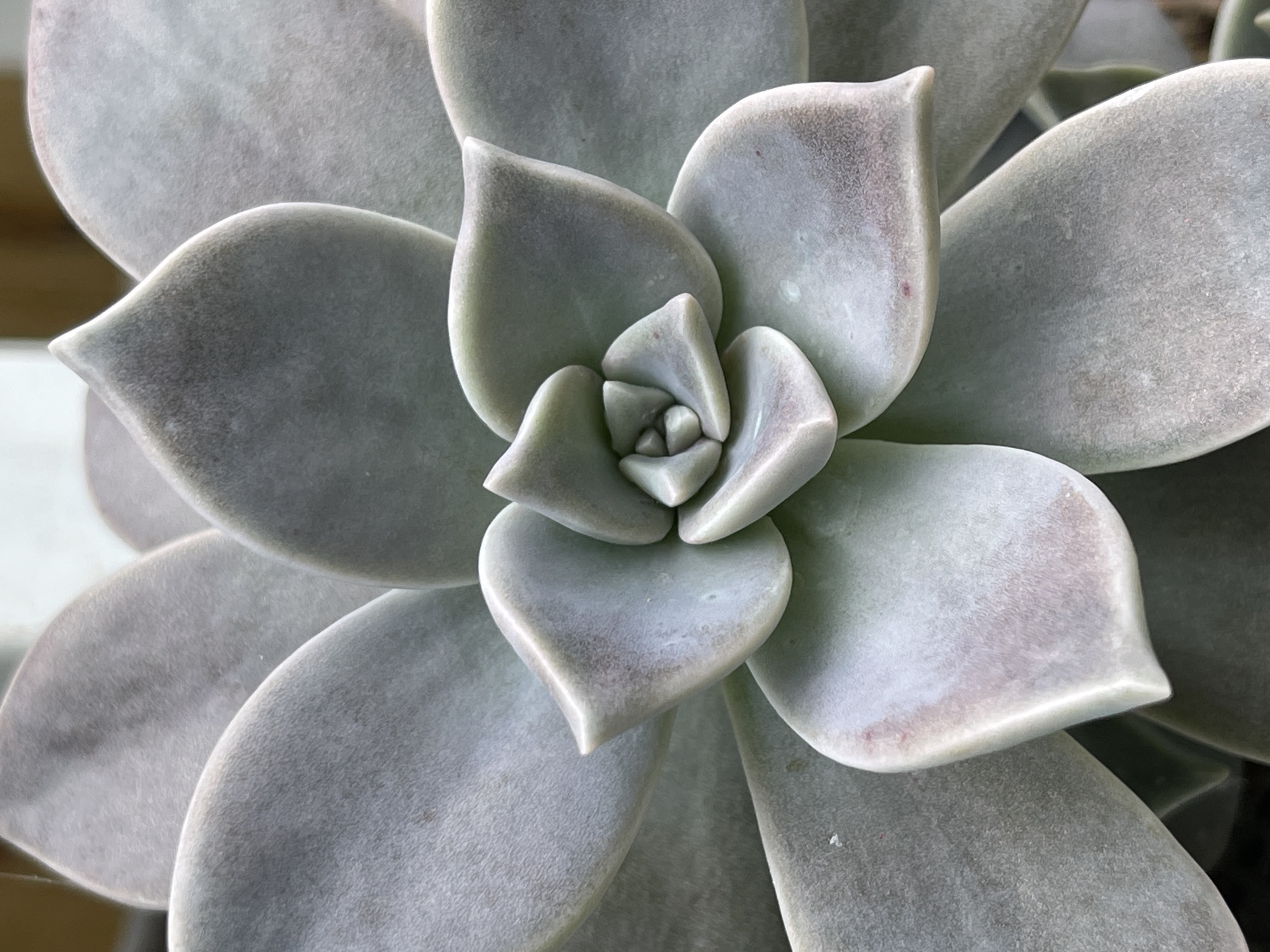 The image is a close-up, overhead view of a succulent plant, likely an Echeveria or similar species, characterized by its thick, fleshy, pale grey-green leaves arranged in a rosette pattern. The leaves have a powdery or farinose coating, giving them a matte appearance. The center of the rosette is tightly packed with smaller, younger leaves, while the outer leaves are larger and spread outwards. Subtle pink or purple tinges are visible on some of the leaf edges, possibly indicating stress or sunlight exposure. The background is softly blurred, suggesting a shallow depth of field, and appears to be a neutral, possibly outdoor setting. No people or specific landmarks of Da Lat, Vietnam are visible in this focused botanical study.