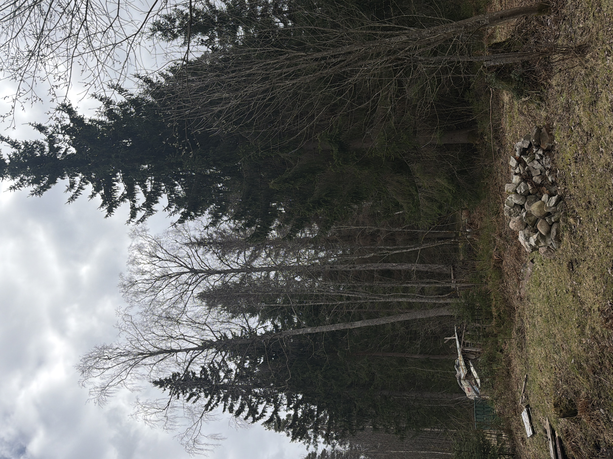 The image depicts a forest scene, likely in the vicinity of Glubokoe, Russia. The dominant elements are trees, some coniferous and some deciduous, lacking foliage, suggesting it is late autumn or early spring. The sky is overcast. In the foreground, on the right side, there is a pile of rocks. Deeper into the scene, towards the center, a damaged object appears to be either an old aircraft or a piece of machinery lies on the ground, partially obscured by the trees. The environment seems untended, with dry grass and bare branches visible. No people are discernible in the image.