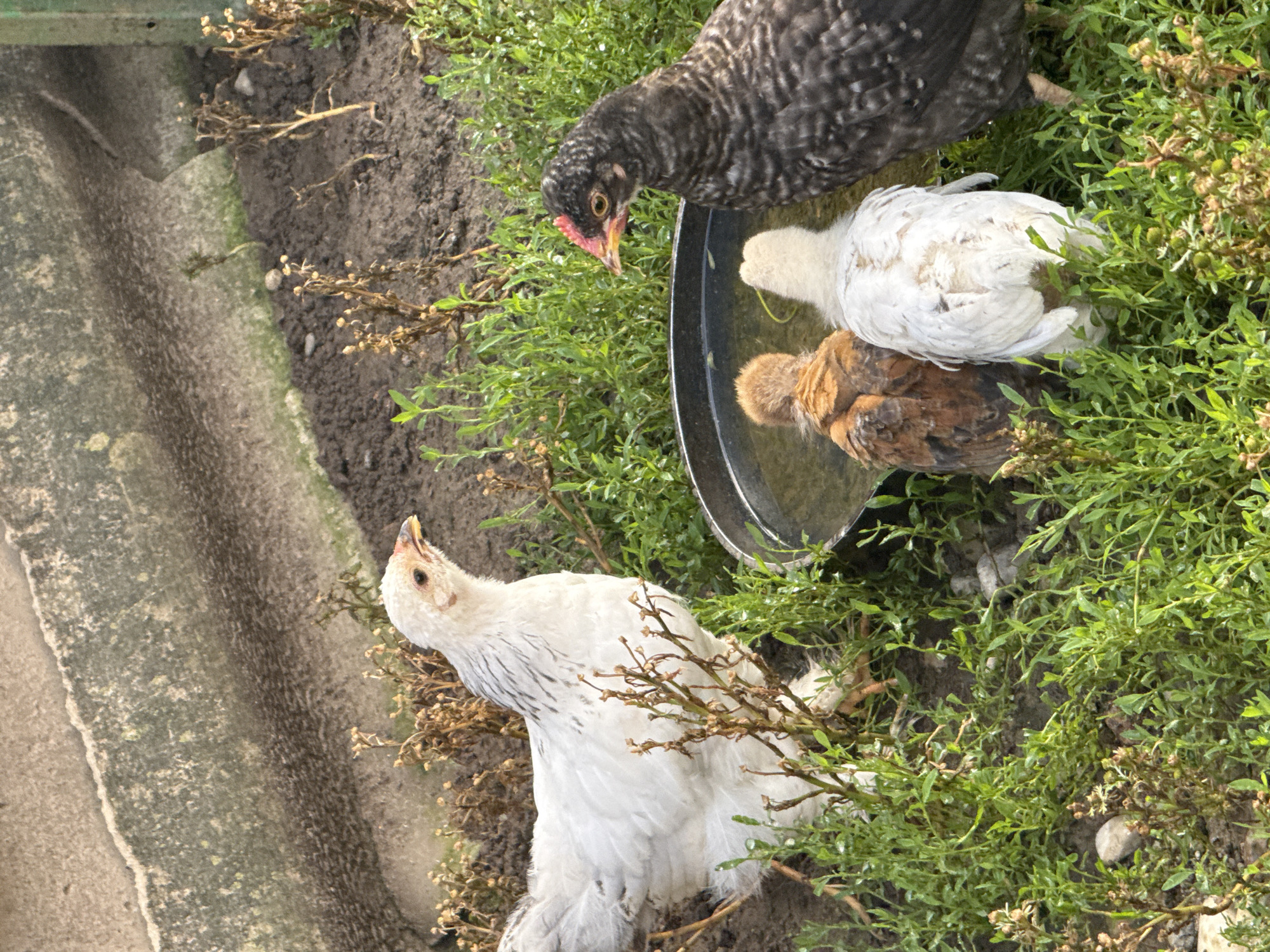 In Petrikaičiai, Lithuania, five chickens are gathered around a shallow water dish. A large white chicken stands to the left, facing right. To the right of the water dish, a dark grey and black speckled chicken stands facing left. In the water dish, three smaller chicks are visible: a brown chick on the left, a white chick in the middle, and the rear of another white chick is also visible. The ground is covered in green grass and dry brown foliage, with a concrete structure in the background.