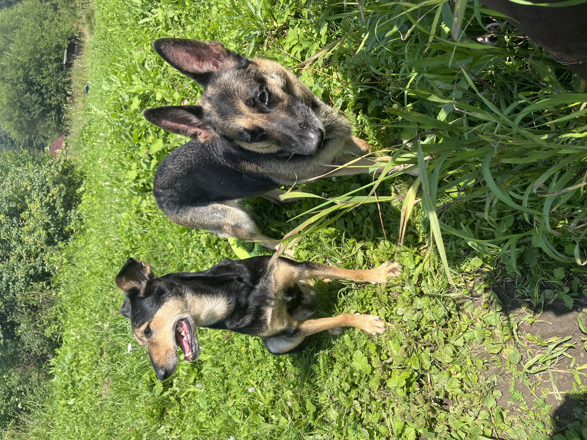 Two dogs, a German Shepherd and a mixed-breed dog, are standing in a grassy area with trees and vegetation in the background. The mixed-breed dog is seated on the left, looking to the left with its mouth open. The German Shepherd is standing to the right, looking towards the viewer. The area appears to be a rural or semi-rural outdoor setting, possibly a park or backyard in Nizhny Tagil, Russia, given the vegetation and general landscape. The lighting suggests it is daytime with sunlight.