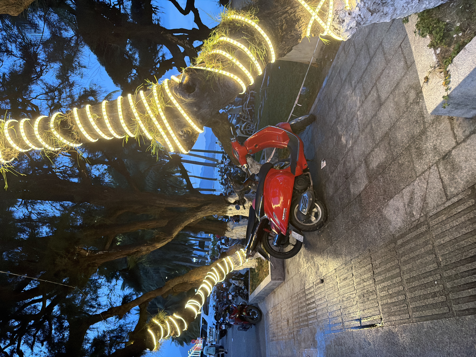 The image depicts a street scene in Nha Trang Ward, Vietnam, at dusk or night. The main subject is a red scooter parked on a paved walkway. The walkway is made of large, grey rectangular tiles, with a textured pattern in some sections. To the left of the scooter, a palm tree trunk is wrapped with a string of warm white lights, creating a spiral effect. The lights illuminate the surrounding foliage and the tree's rough bark.
Behind the scooter and to the left, several other motorbikes are parked. In the background, the silhouettes of palm trees and other vegetation are visible against a deep blue sky, indicating the time of day is either twilight or evening. The lighting suggests that the street is illuminated by both the decorative lights on the tree and some ambient streetlights not fully visible. A white pole with what appears to be more string lights is also visible in the far left background.
There is a slight tilt to the image, as if it was taken by someone holding their phone or camera at an angle. The overall mood is somewhat festive due to the string lights, but the dim lighting and parked vehicles suggest a quiet, possibly after-hours, street. The scene is devoid of people in the immediate foreground, though there might be distant figures further down the street. The weather appears calm. A license plate on the red scooter is partially visible, but the text is illegible.