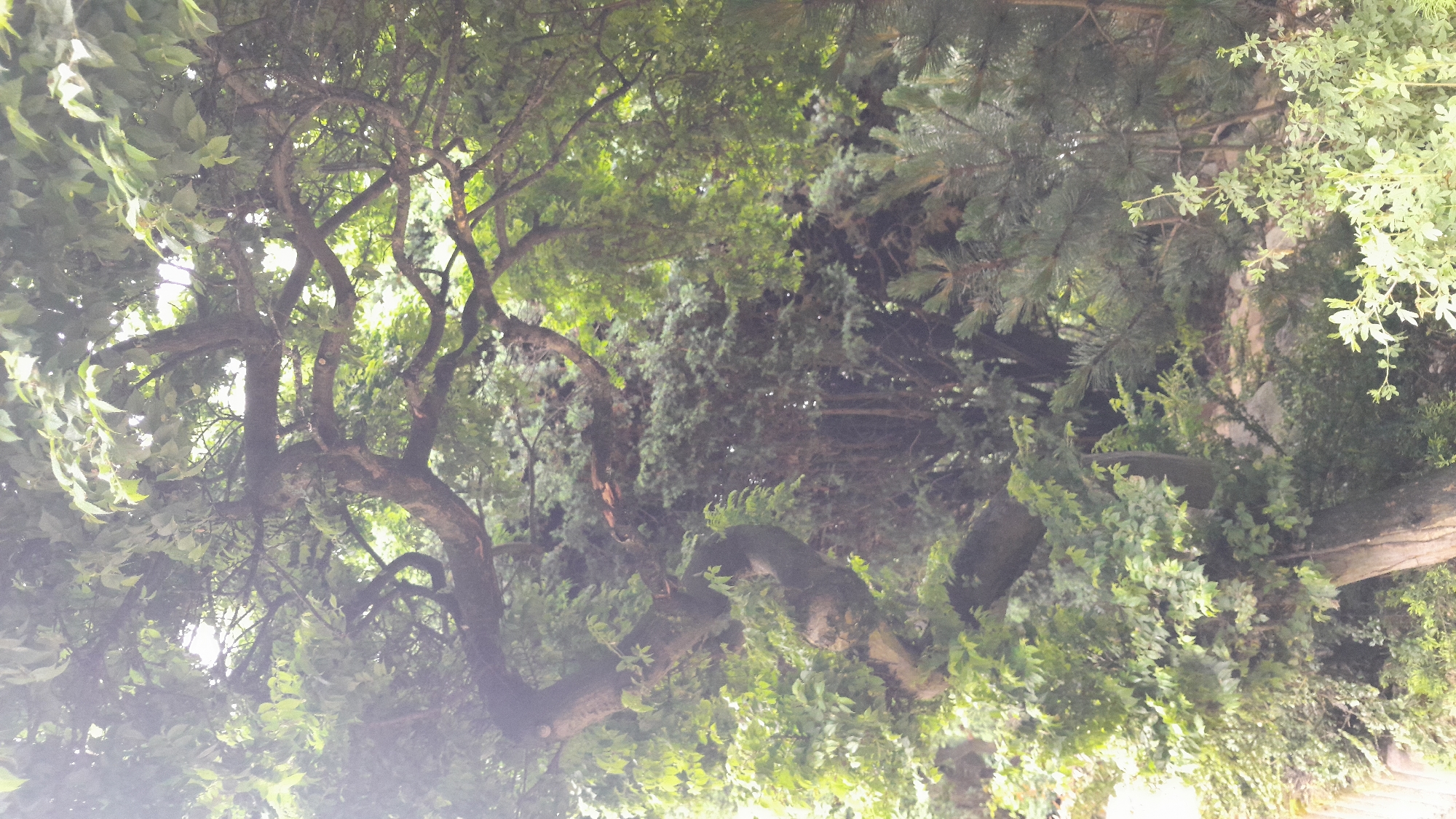 The image depicts a densely wooded area with lush green foliage, suggesting an outdoor natural setting. A large, gnarled tree trunk with twisting branches dominates the foreground, its bark textured and weathered. Sunlight filters through the leaves, creating dappled light and shadows. In the background, there is a dense undergrowth of various trees and bushes, with some coniferous trees visible. The overall impression is one of natural overgrowth and shade. There are no people or animals visible in the image. The scene appears to be in a park or a natural reserve, possibly in an urban area given the mention of a city, but the specific location within "Unknown, Unknown" does not provide concrete details for identification.
