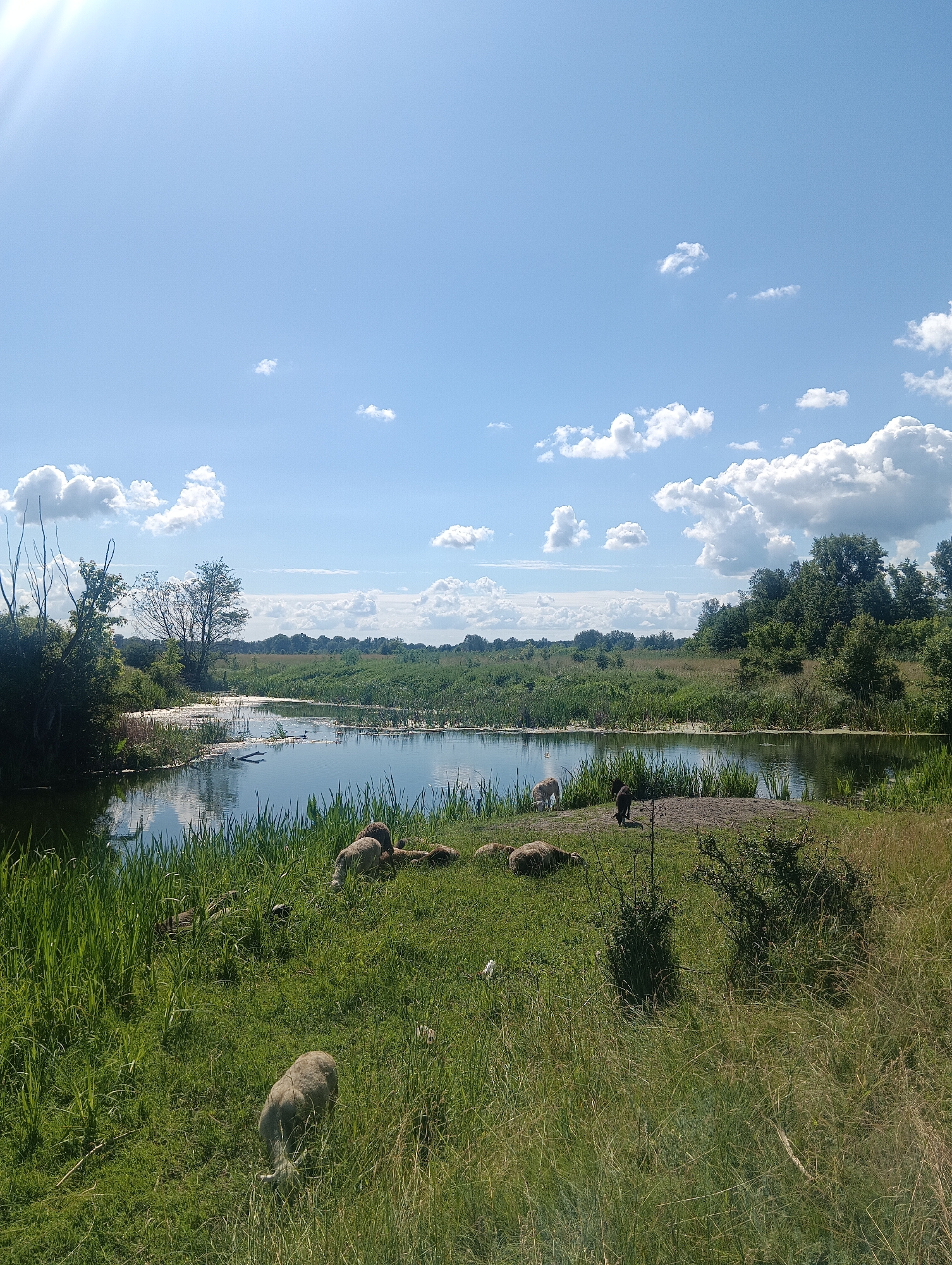 A flock of sheep graze in a sunlit grassy meadow next to a calm body of water under a bright blue sky filled with scattered white clouds. Several sheep are visible, some lying down and others grazing on the lush green grass. The water reflects the sky and the surrounding vegetation. The scene is a natural landscape with trees and reeds lining the water's edge and extending into the background. The sun is shining brightly, casting a warm glow on the scene and creating some lens flare in the upper left corner.