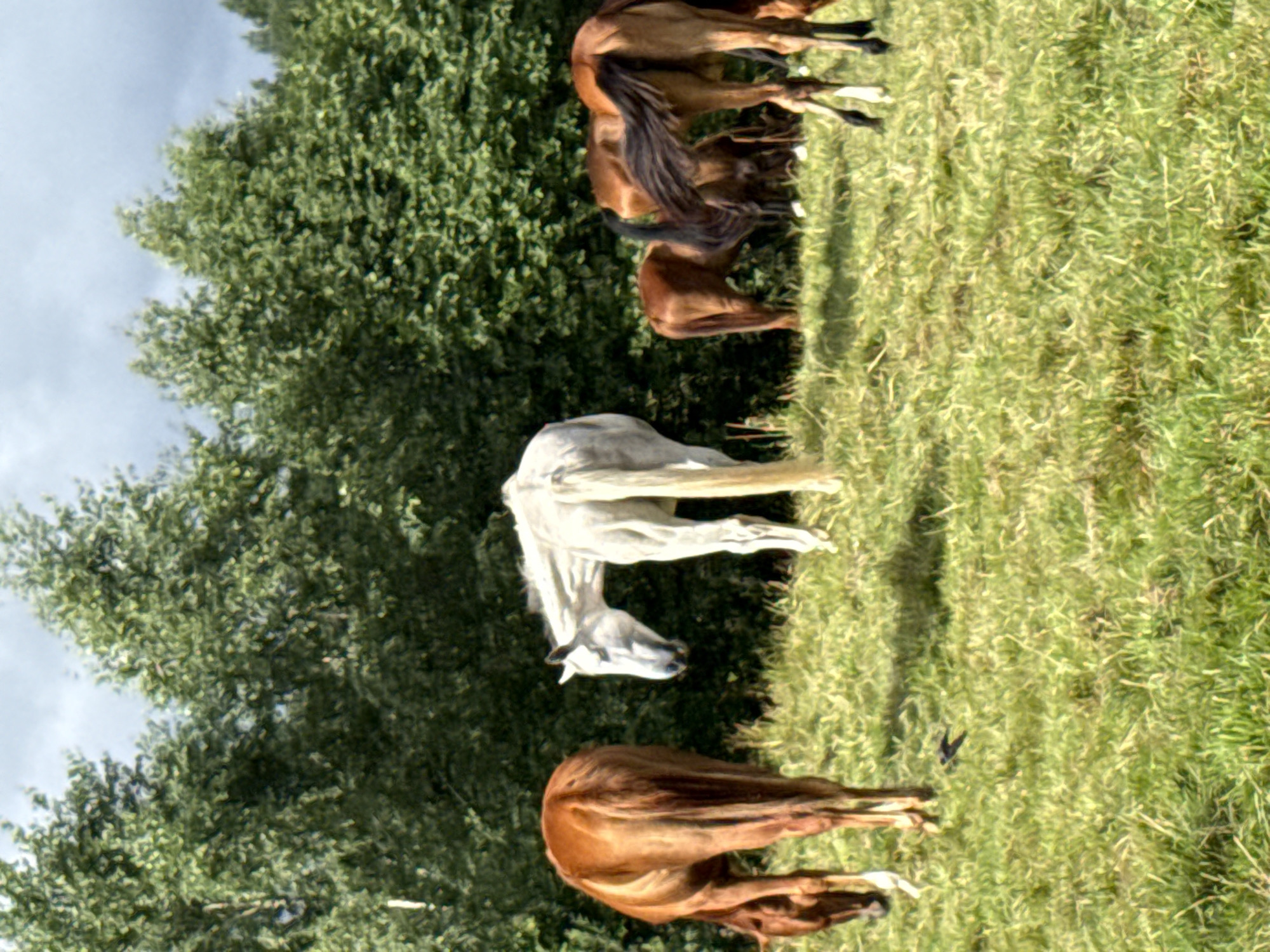 The image depicts a rural landscape, likely in or near the village of Galinė, Lithuania, characterized by a lush green grassy field in the foreground and a dense line of trees forming the background. A cloudy, overcast sky hangs above. Several horses are present in the field. In the left foreground, a brown horse is shown from the rear, grazing. To its right, a white horse stands facing left, its head turned towards the brown horse. Further to the right, a group of three brown horses are clustered together, with one in the mid-ground and two further back. The horses appear to be in a natural, outdoor environment.