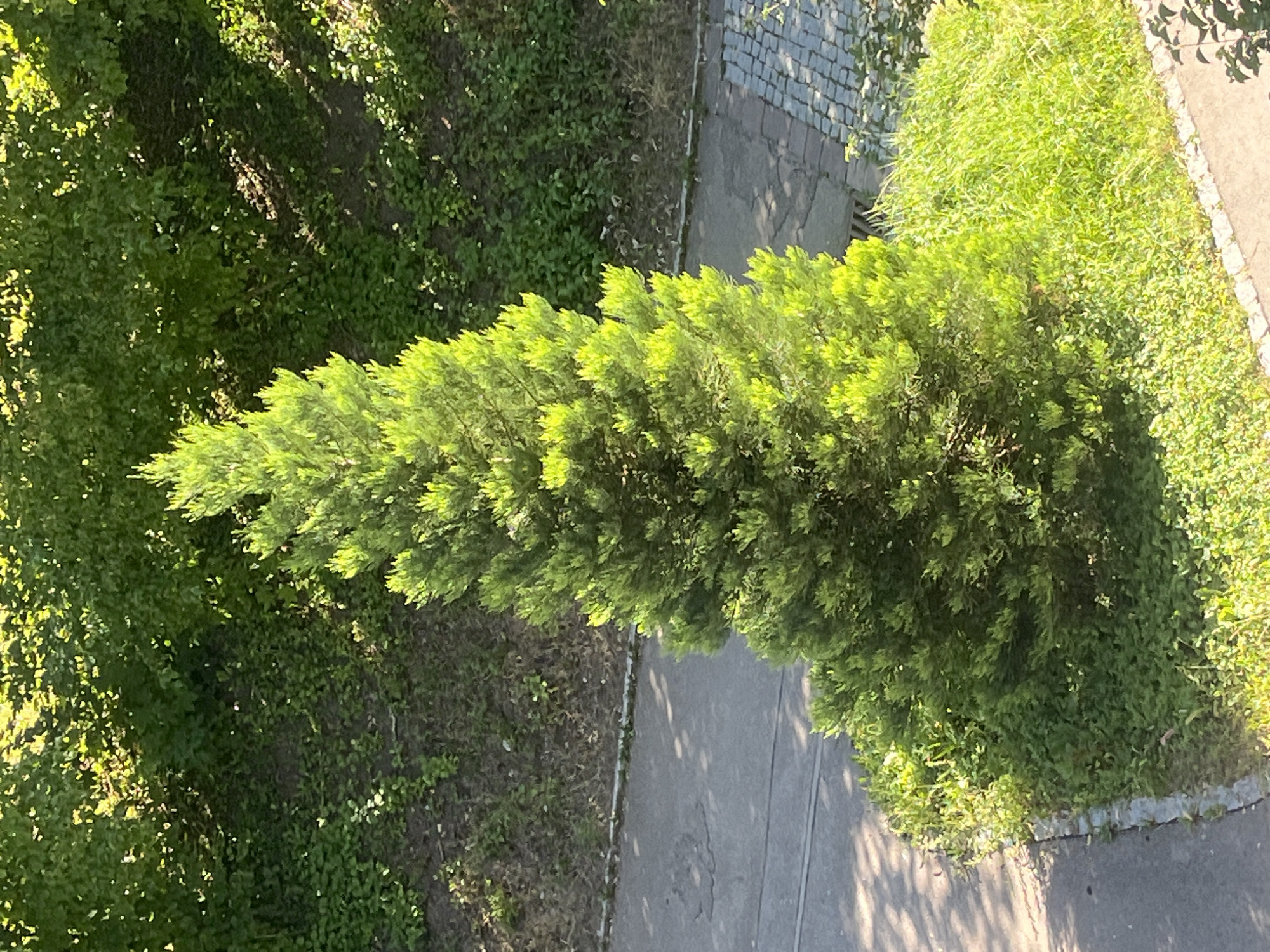 An overhead view captures a conical evergreen tree situated on a patch of green grass and low-lying plants, bordered by a concrete walkway on the left and a cobblestone path on the right. The tree, illuminated by bright sunlight creating dappled shadows, stands amidst dense green foliage and brush in the background. The scene suggests an urban or suburban setting, potentially in Schwäbisch Hall, Germany, given its characteristic landscaping.