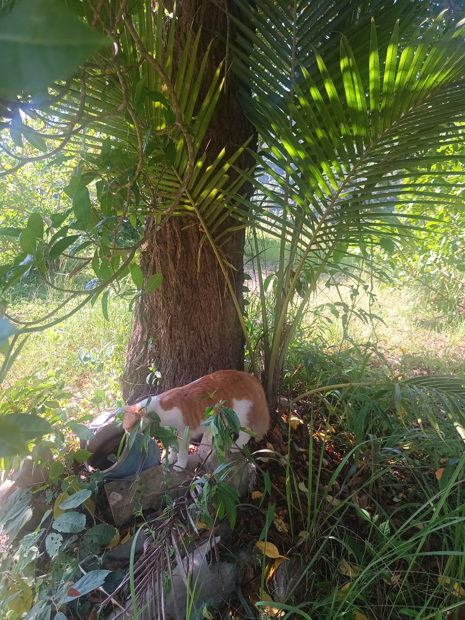 This image captures a tranquil outdoor scene in Baan Thong Nang, Thailand, featuring a cat amidst lush greenery. The primary subject is a medium-sized cat, which is predominantly orange and white. Its head and back are orange, while its chest and belly are white. The cat is positioned on the right side of the frame, facing left, with its head lowered, appearing to sniff or investigate an object near the base of a large tree.
The cat is situated next to a broken blue or grey ceramic pot or container, which is partially obscured by foliage and debris on the ground. A large tree trunk with rough, dark brown bark dominates the center of the image. To the right of the tree, vibrant green palm fronds extend, catching the sunlight which filters through them, creating bright, translucent effects. Various other green plants, vines, and dense foliage surround the cat and the tree, suggesting a tropical or subtropical environment. The ground is covered with grass, fallen leaves, and some exposed soil and rocks.
The scene is well-lit by natural daylight, indicating it is daytime, possibly morning or late afternoon, given the angle of the sunlight and the shadows cast. The overall atmosphere is one of natural serenity, depicting a domestic animal interacting with its verdant surroundings. There is no visible text in the image.