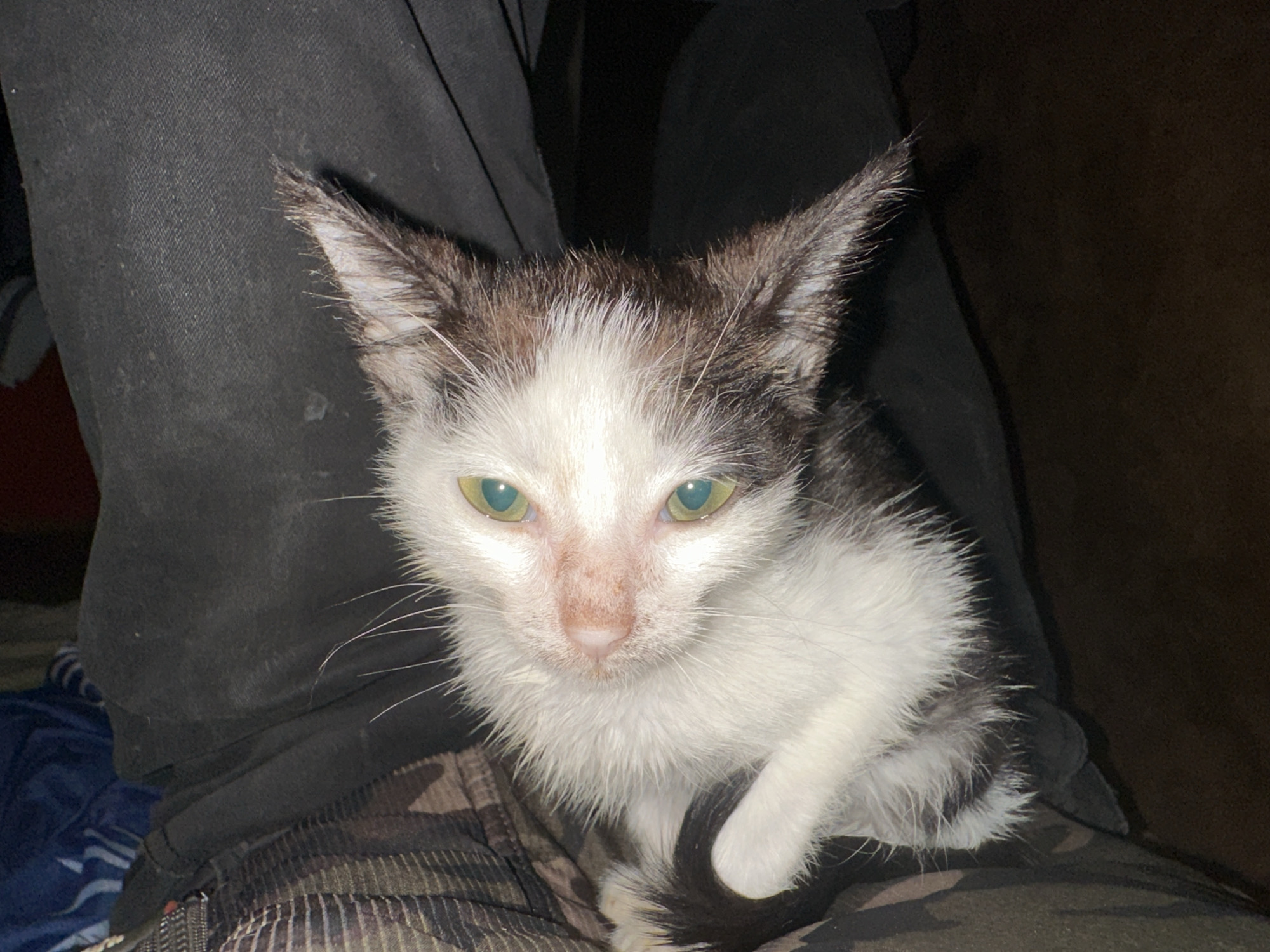 A black and white kitten with green eyes sits on the lap of a person wearing a black hoodie and camouflage pants. The kitten's fur appears wet and matted, and its eyes are wide open, looking directly at the camera. The person's hands are not visible. The background is dark and appears to be indoors, with some texture that could be fabric or furniture. The scene does not provide any specific information about the location within the city of Jos, Nigeria.