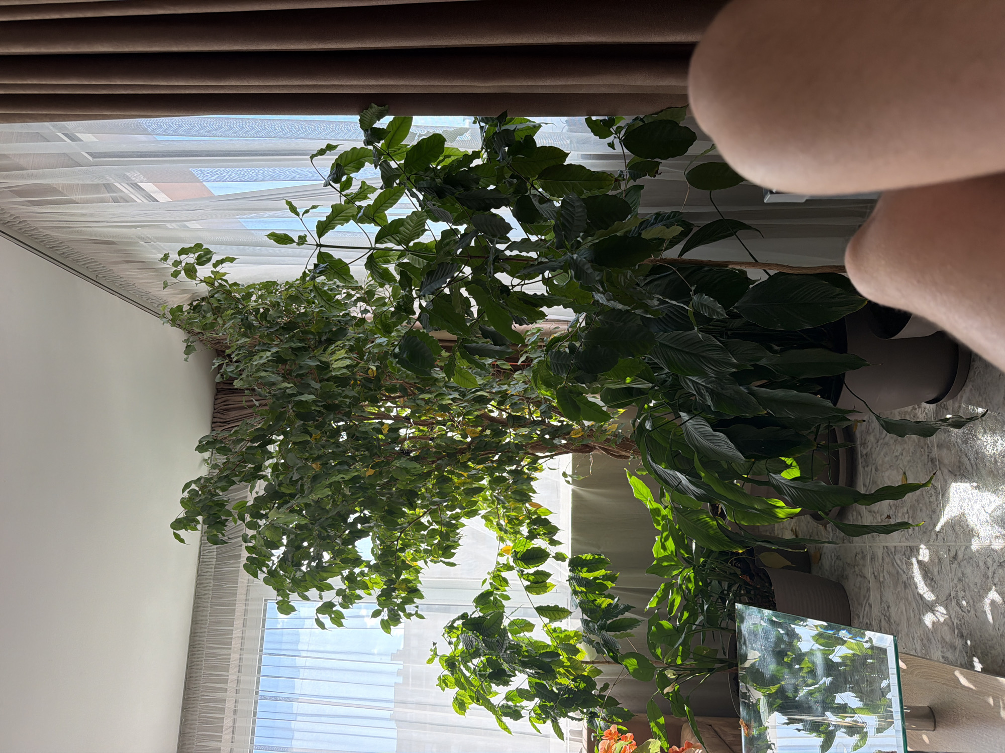 The image portrays a brightly lit indoor space, likely a living room or sunroom, located in Varna, Bulgaria. The perspective is from a slightly elevated, downward angle, looking into a corner of the room.
The scene is dominated by several large, lush green plants. A tall, bushy plant with numerous small leaves stands prominently towards the left and center, while another plant featuring larger, darker green leaves is positioned in the right foreground. Many plant pots are visible on the floor and among the foliage.
On the right side of the frame, a large window is covered by white sheer curtains or blinds, allowing diffused daylight to fill the room. A dark brown curtain valance or blind is pulled back at the top of the window. The strong natural light creates highlights on the plant leaves and casts dappled shadows across the light-colored, patterned tiled floor. A plain, light-colored wall forms the left boundary of the room.
In the lower right corner, a reflective glass table or surface shows reflections of the plants and the bright outdoor sky. A partial view of a person's bare arm and shoulder is visible in the bottom right foreground, suggesting the photographer's close proximity.
The setting indicates it is daytime, likely morning or afternoon, due to the intense natural sunlight. The atmosphere is serene, showcasing a well-maintained indoor garden. No specific activity is taking place, and no visible text is present.