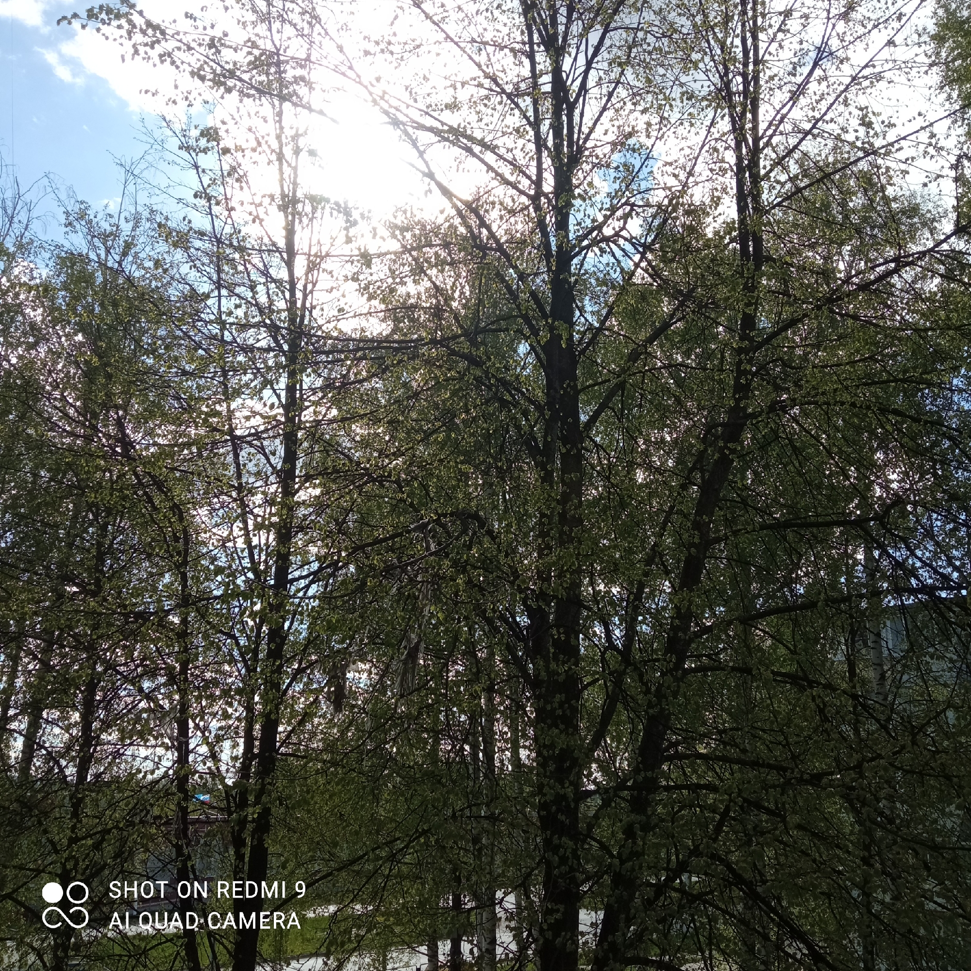 The image depicts a view through a thicket of trees towards a bright sky with some clouds. The sun is partially obscured by the trees, creating a strong glare. The trees have light green foliage, suggesting springtime. In the background, some indistinct buildings are visible, partially obscured by the trees. The image was taken with a Redmi 9 phone. Given the city indicated (Chaikovsky, Russia) this is likely a view through a wooded or forested area, potentially a park or urban green space, toward residential or commercial structures. No people are visible in the frame. The environment appears peaceful and natural, with the urban elements relegated to the background.