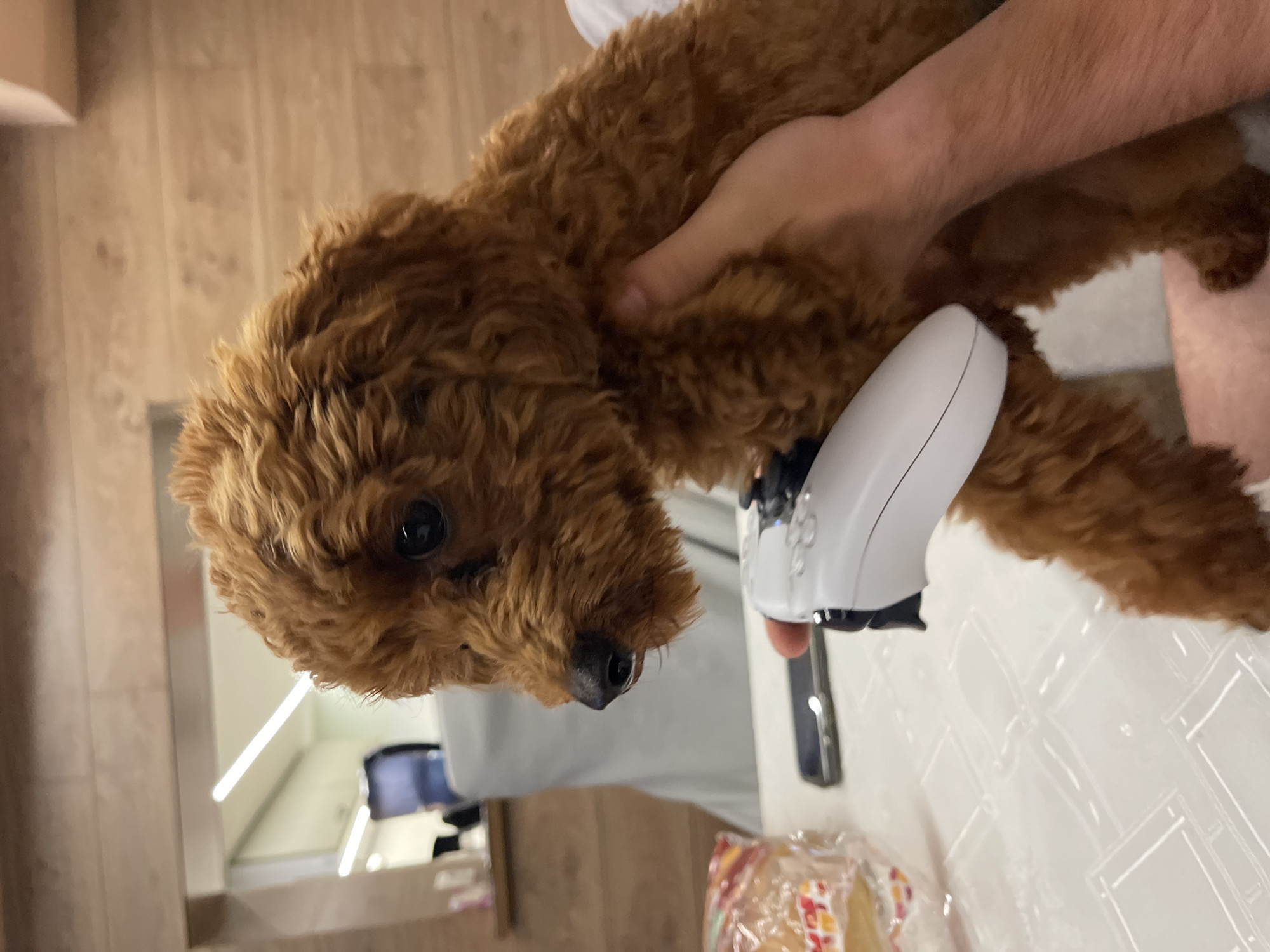 A medium shot captures a brown poodle puppy, held by a person whose hands and arm are visible. The puppy faces left, with its dark eyes looking downwards. The person's left hand is near the puppy's chest, while their right hand grips a white video game controller. The controller rests on a table covered with a white tablecloth. A partially visible plastic-wrapped food item is on the table to the left. In the background, a blurred view shows a room with wooden paneling and a light fixture, suggesting an indoor setting, possibly a home. The specific location in Sofia, Bulgaria cannot be determined from the visual information provided.