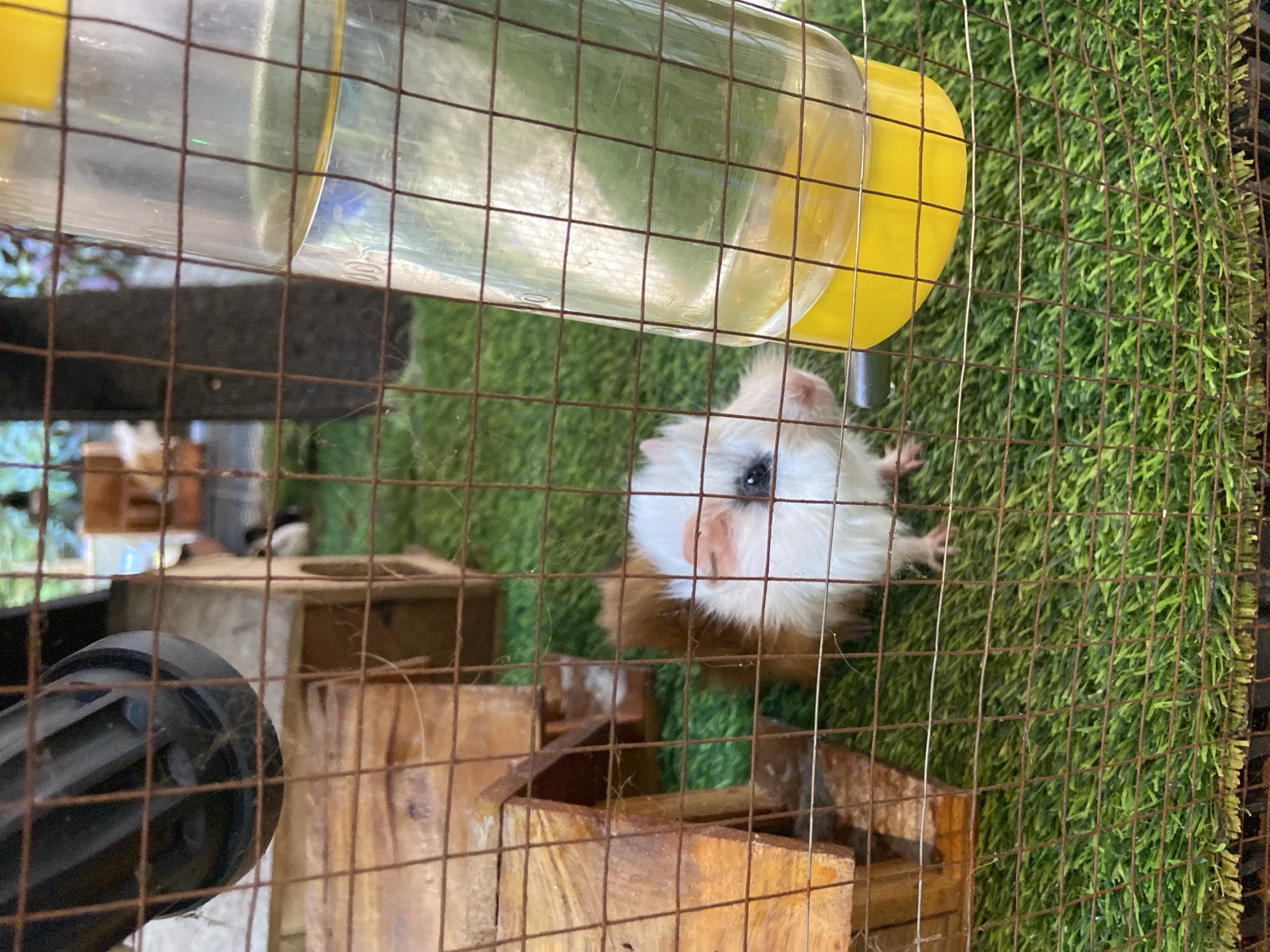 An indoor guinea pig enclosure with artificial turf flooring is shown. In the center foreground, a white and brown guinea pig is drinking from a yellow water bottle attached to the cage. The guinea pig has its head lowered towards the bottle's spout, with its right ear visible. The cage is constructed of brown wire mesh. To the left of the guinea pig is a small wooden structure with an opening. In the background, there are blurred trees and structures, suggesting an outdoor environment or a backdrop designed to mimic one. There are no people visible in the image. The location in Rengat, Indonesia, is not determinable from the visual evidence.