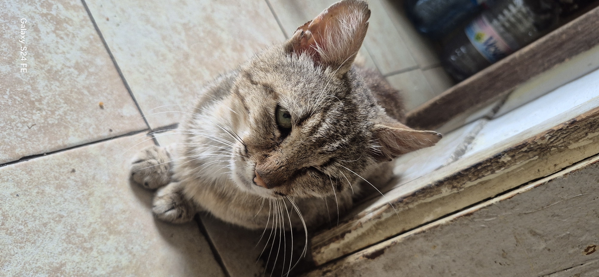 A tabby cat sits on a tiled floor in what appears to be an indoor or semi-outdoor space. The cat is facing right and slightly away from the camera, with its head tilted. Its fur is a mix of brown, grey, and black stripes. The cat has green eyes and prominent white whiskers. Its front paws are tucked beneath its chest. In the background, to the left, are plastic bottles, one of which has a colorful label. To the right, there is a weathered wooden door frame or partition with peeling paint. The floor tiles are a light beige color. The image is captured from a slightly elevated angle, looking down at the cat. The text "Galaxy S24 FE" is present in the bottom left corner of the image, indicating the device used for capture. There is no indication of the specific location within the city of Malko Tarnovo, Bulgaria.