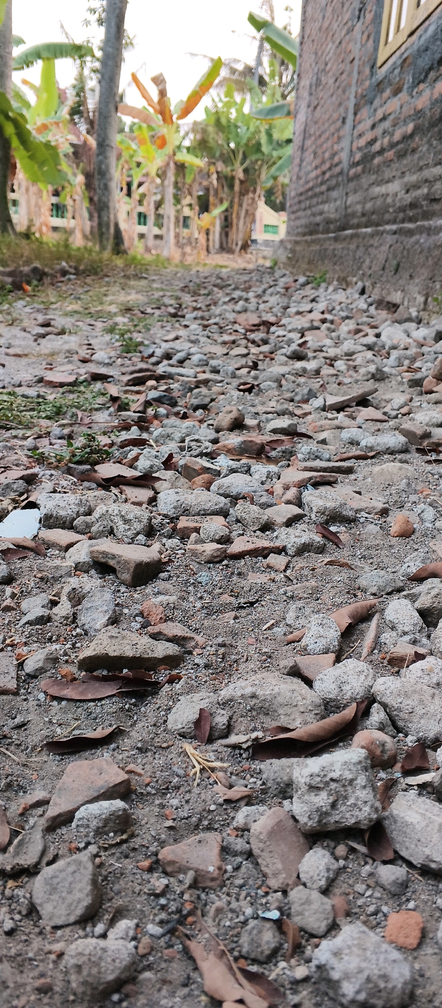 The image depicts a ground-level view of a path covered in gravel, broken pieces of terra cotta tiles, and scattered dried leaves. The path leads towards a cluster of banana trees and other vegetation, suggesting a rural or semi-rural setting. To the right, a brick wall of a building is visible, with a window frame appearing at the top. The scene appears to be located in Japanan, Indonesia, a region known for its agricultural landscapes. There are no people or animals present in the image, and no specific actions or interactions are depicted. The environment is characterized by natural elements and signs of construction or disrepair.