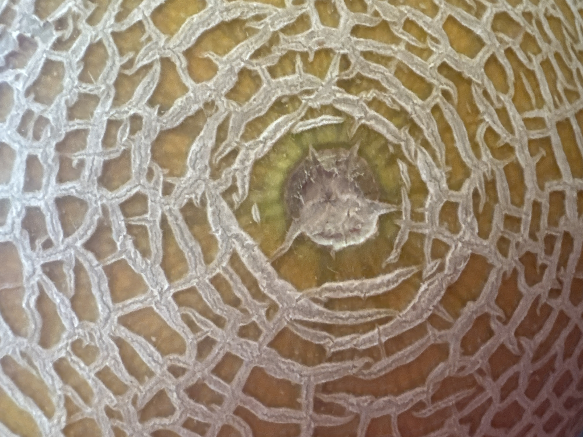 The image is a close-up, detailed view of the rind of a cantaloupe melon. The rind exhibits a characteristic net-like pattern of raised, light-colored ridges against a yellowish-orange background. In the center of the image, there appears to be a darker, slightly indented area, likely the blossom end of the fruit. The texture of the rind is rough and segmented, with individual ridges having a somewhat irregular and organic shape. The lighting highlights the three-dimensional quality of the netting. There are no people, actions, or interactions depicted. The scene is limited to the surface of the melon. There is no discernible location in the city of Waterford, Ireland, as the image is a macro shot of a fruit.