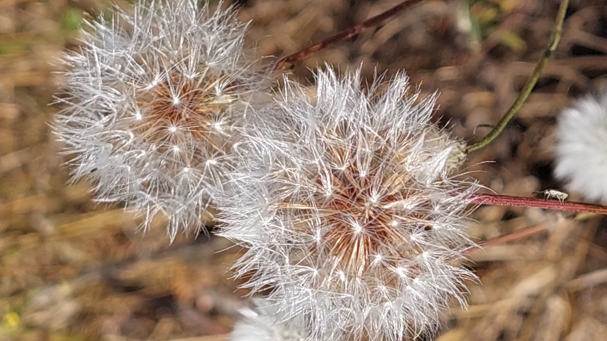 The image is a close-up, eye-level, vertical shot of two dandelion seed heads in a natural outdoor environment. The dandelion in the foreground is in sharp focus, revealing its delicate, white, feathery seeds radiating from a brown, central core. A thin, reddish stem is visible supporting the foreground dandelion, with a small, black and white insect clinging to it. The background is softly blurred, showing dry, brown vegetation, likely grasses and other plants, suggesting a dry or late-season setting. Another dandelion seed head is visible to the upper right, also out of focus. The lighting appears to be natural daylight, casting a gentle glow on the dandelion's seeds. The scene is devoid of any man-made structures or human presence. The image was captured in Kozarovychi, Ukraine.