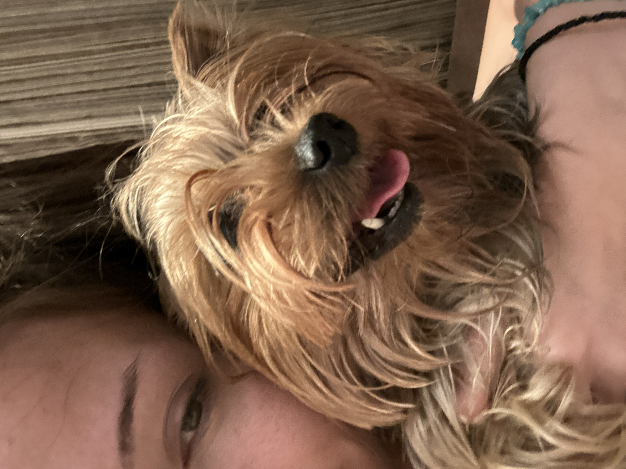A close-up, slightly angled shot shows a person's face on the left side of the frame and a small, furry dog resting on or near the person's chest on the right. The dog's tongue is sticking out. The person's face is partially visible, showing an eye and an eyebrow. A blurred background with horizontal lines is present. A wrist with a beaded bracelet and a dark band is also visible on the right. The location is not discernable from the image.