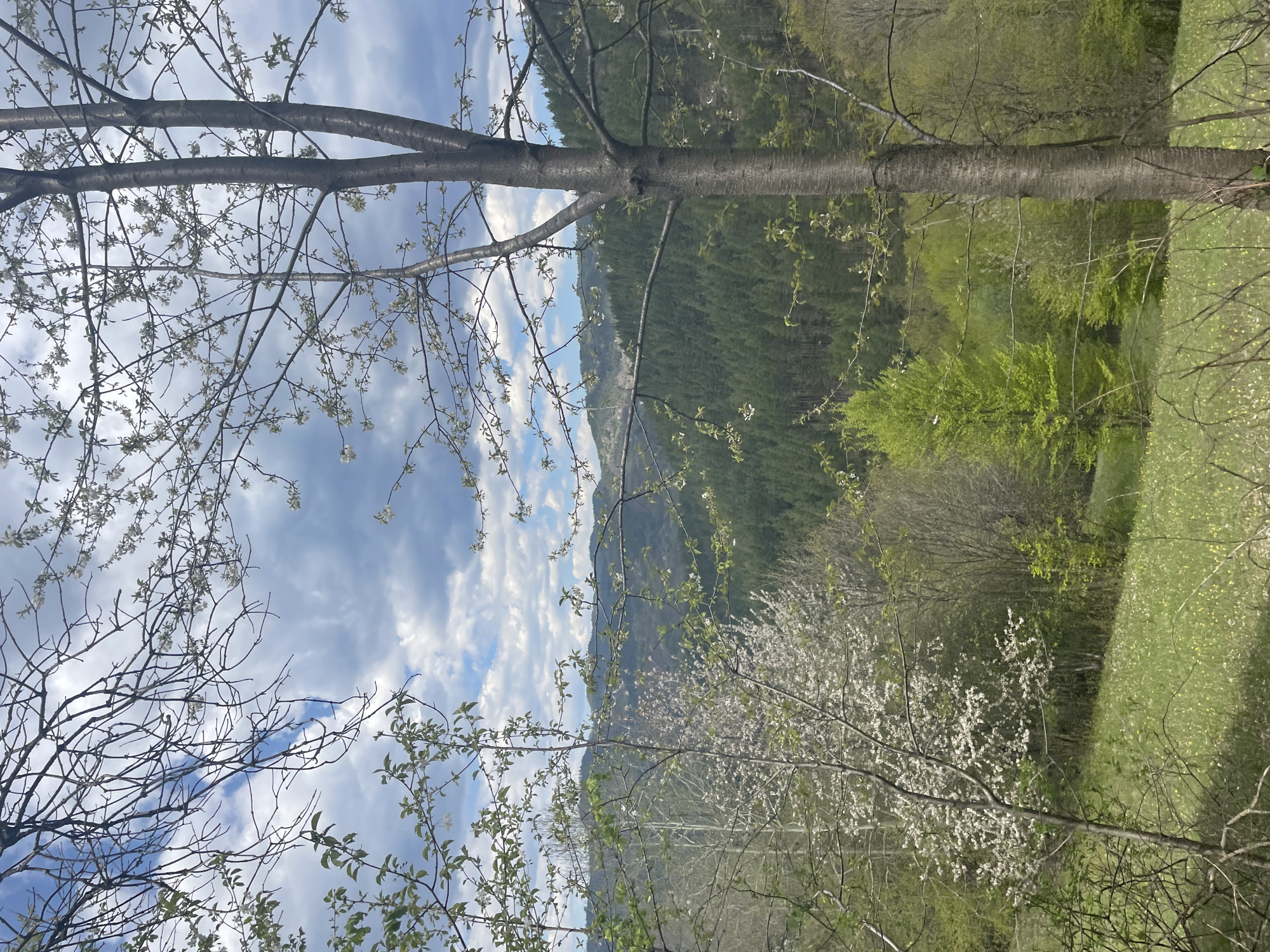 The image shows a landscape with a tree trunk prominently positioned vertically in the center of the frame. The sky above is partially visible with a mix of blue sky and fluffy white clouds. To the right of the trunk is a mix of green foliage, suggesting a meadow or forest, with varying shades of green and a scattering of white flowering trees. In the distance, a mountain ridge covered in dense forest can be seen. In the city of Gradat, Bulgaria, the location is unidentifiable from the image provided.