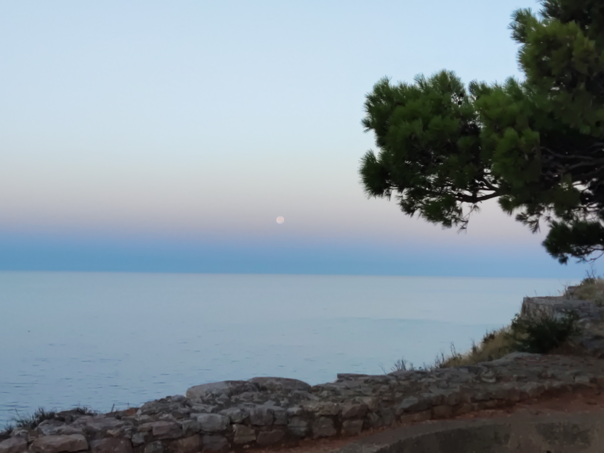 The image depicts a tranquil coastal scene at dusk in Sutomore, Montenegro. A serene, pale blue sky transitions into a softer, pinkish hue near the horizon, with the faint glow of a full moon visible in the upper center of the frame. The calm, light blue sea stretches out to meet the sky, with subtle ripples on its surface. In the foreground, a weathered stone wall, constructed from rough-hewn rocks, runs along the edge of a cliff. Sparse vegetation, including dry grass and small bushes, grows between and around the stones. To the right, a portion of a lush green pine tree's branches extends into the frame from the upper right corner, its needles sharp and defined against the soft sky. The overall impression is one of quiet natural beauty, likely captured from an elevated vantage point overlooking the Adriatic Sea.