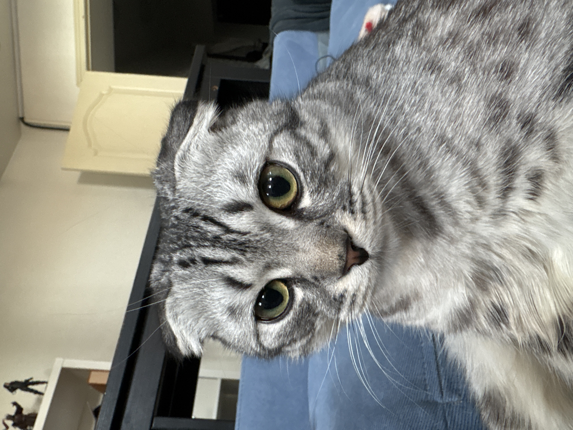 A close-up, slightly blurry photograph depicts a grey tabby Scottish Fold cat with green eyes. The cat is positioned on what appears to be a blue upholstered surface, possibly a couch. Behind the cat, a black wooden frame is visible, and further in the background is a white door with a panel design. A white shelf with dark figures on it is in the lower left corner. The location is likely within a private residence, as the scene suggests a domestic setting, but the city of Perm, Russia is unrelated to the image's content.