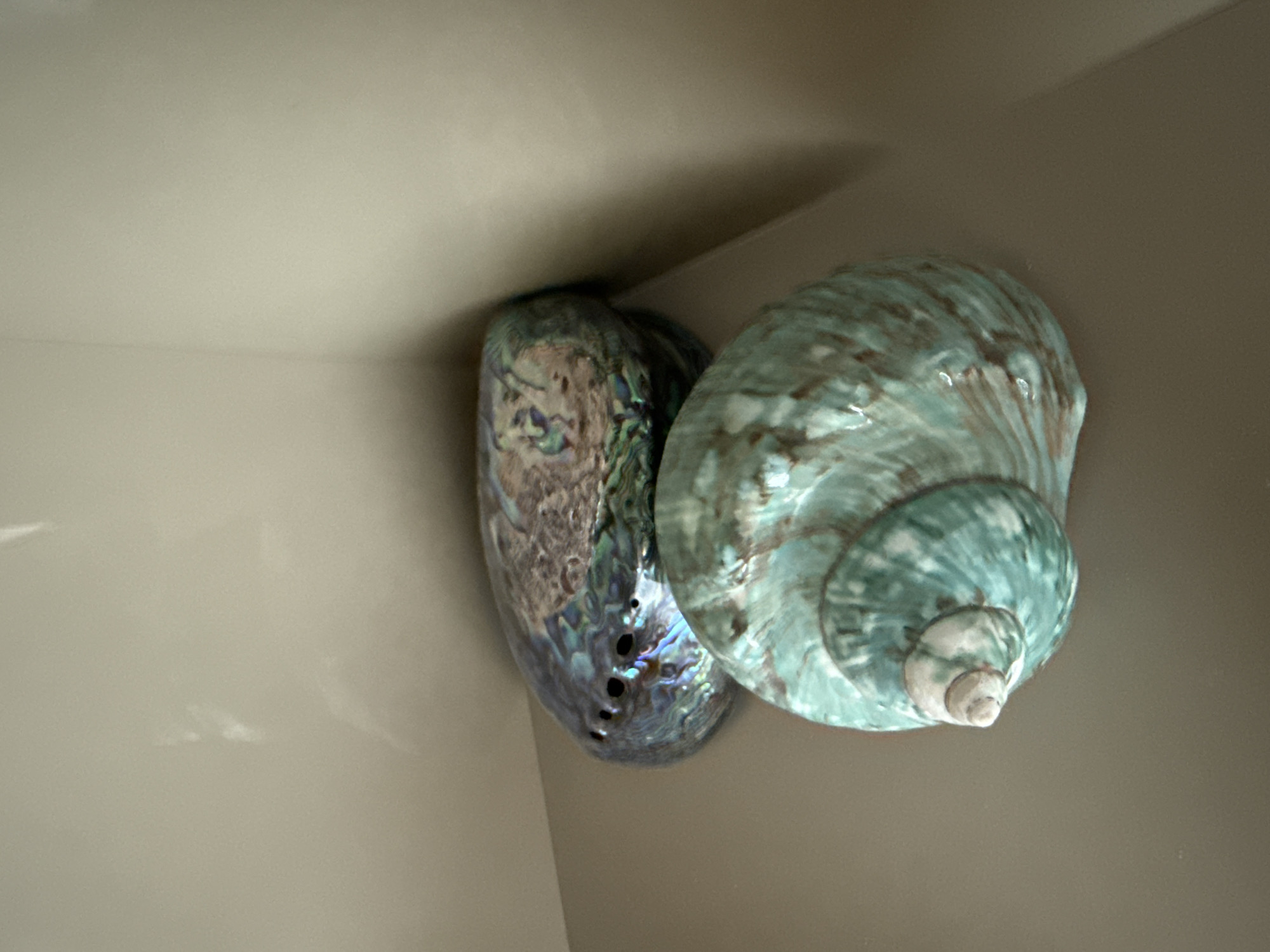 Two seashells are displayed in a well-lit, neutral-toned environment. The foreground features a large, spiral seashell with a pale blue-green hue and darker, swirling patterns. Behind and slightly above it rests a flatter, oval-shaped seashell that exhibits a vibrant, iridescent surface with shades of blue, green, and purple, and several distinct holes along its edge. The background consists of a plain, cream-colored wall that forms a corner, with subtle reflections visible on its surface, suggesting it may be a polished material. The lighting appears to be coming from the right side, casting soft shadows. There are no people or any indications of a specific location within the city of Burgas, Bulgaria. The scene is static and focused solely on the presentation of the seashells.
