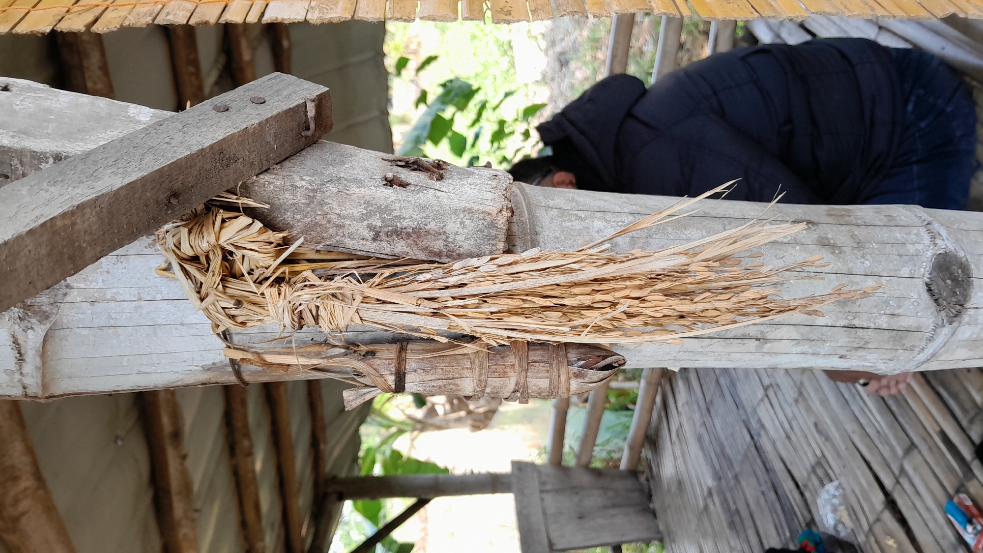 A close-up view focuses on a cluster of dried rice stalks tied with straw and attached to a bamboo pole. To the left of the rice stalks, another bundle of dried plant material is also secured to the same bamboo pole. The bamboo pole is part of a rustic wooden structure, likely a hut or shelter, with a corrugated metal roof visible in the background. A person wearing a black jacket is partially visible behind the bamboo pole, sitting on a wooden platform constructed from bamboo. The environment appears to be rural, with hints of greenery and foliage in the distance. The overall scene suggests a setting in Tambakromo, Indonesia, characterized by natural materials and a simple, agrarian lifestyle.