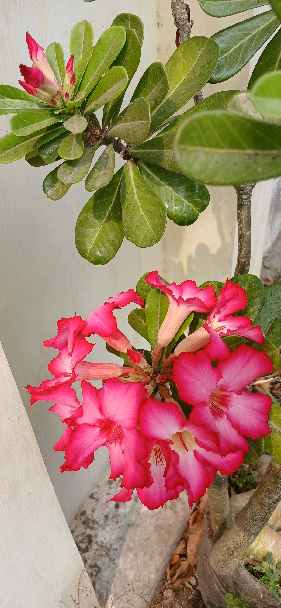 This is a close-up, vertical, eye-level, outdoor shot of an Adenium obesum plant, commonly known as a desert rose. The plant features vibrant pink and white flowers in full bloom, clustered together. There are also several buds and green leaves. The plant is situated in what appears to be a garden or yard, with a textured, light-colored wall in the background. The ground is a mix of soil, pebbles, and dried leaves. The lighting suggests it is daytime, with shadows cast on the wall, possibly from a nearby structure or object. The overall scene is natural and botanical. The image was taken in Sutawinangun, Indonesia.