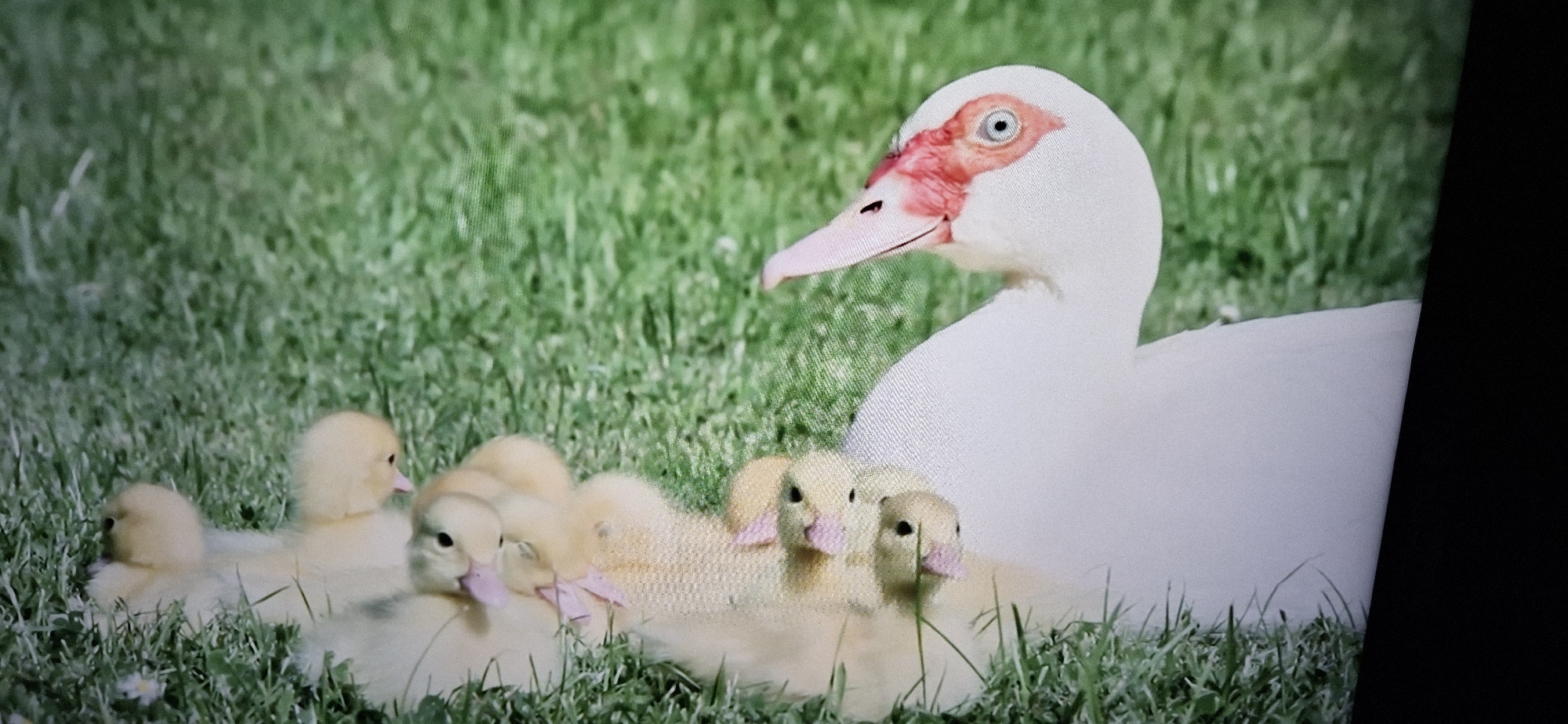 An adult white Muscovy duck with a distinctive red facial caruncle and pale blue eye is positioned in the center-right of the frame, looking to the left. Beneath and around the adult duck, a group of seven yellow ducklings huddle together in lush green grass. The ducklings vary in proximity and visibility, with some appearing more clearly than others. The overall environment is a grassy area, possibly a park or yard, under natural light. The image is a still photograph with a slightly grainy texture.