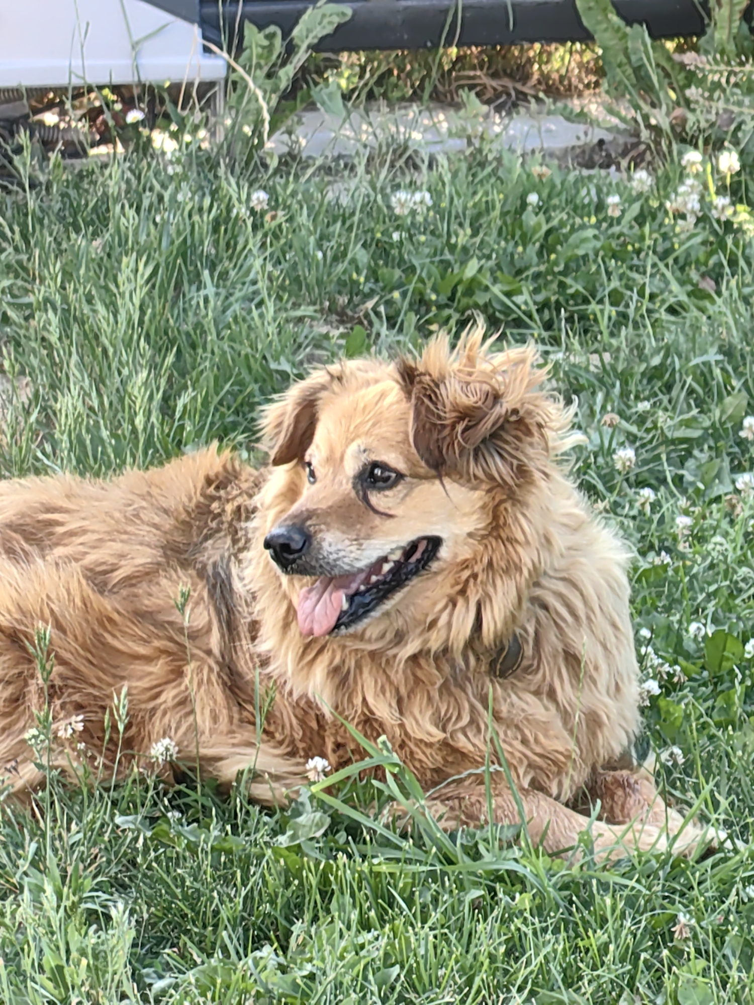 A medium shot shows a fluffy, golden-brown dog lying in a grassy field dotted with small white clover flowers. The dog is facing to the left, with its mouth open and tongue hanging out, as if panting or smiling. Its fur is long and somewhat tousled, with lighter brown patches around its eyes and muzzle. The dog's ears are floppy, and its eyes are dark and alert. The background consists of lush green grass and foliage, with hints of what appears to be a white structure and a dark object, possibly a piece of furniture or equipment, in the upper left corner.
The scene appears to be set outdoors during daylight, with the sunlight casting subtle shadows and highlighting the dog's fur. The presence of clover suggests a natural, possibly rural or park-like setting. The overall mood is relaxed and peaceful, with the dog appearing content and comfortable in its surroundings. There is no visible text in the image. The image was taken in Fanipal, Belarus.