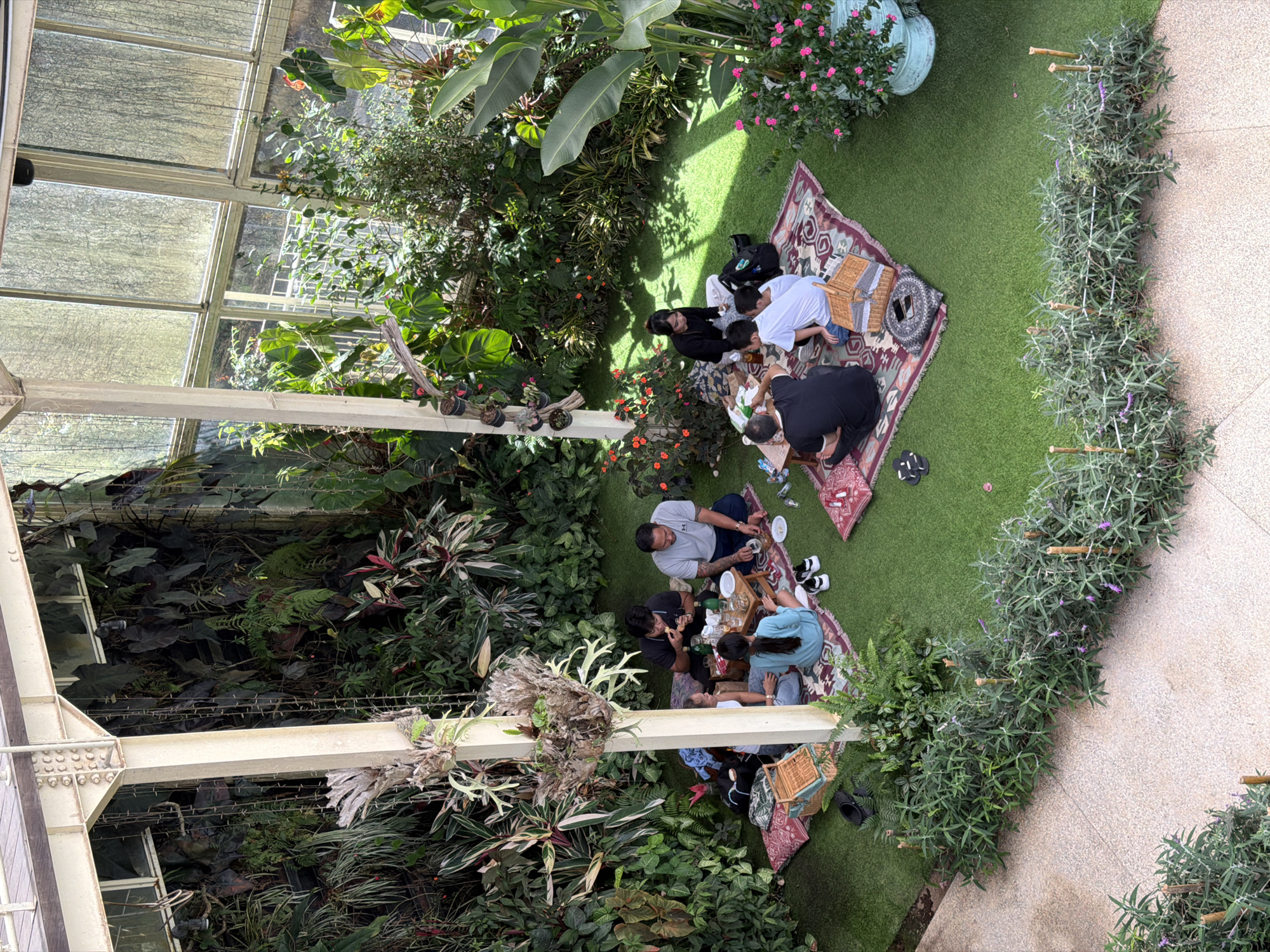 In a lush greenhouse in Baturiti, Indonesia, six people are enjoying a picnic on artificial grass. The group is seated on colorful blankets, with a low wooden table laden with food and drinks. One person is eating, while others are conversing. The greenhouse is filled with a variety of plants, including large-leafed foliage and flowering bushes. Sunlight streams in through the glass roof and walls, creating a bright and airy atmosphere. The scene suggests a relaxed and communal gathering in a beautiful natural setting.