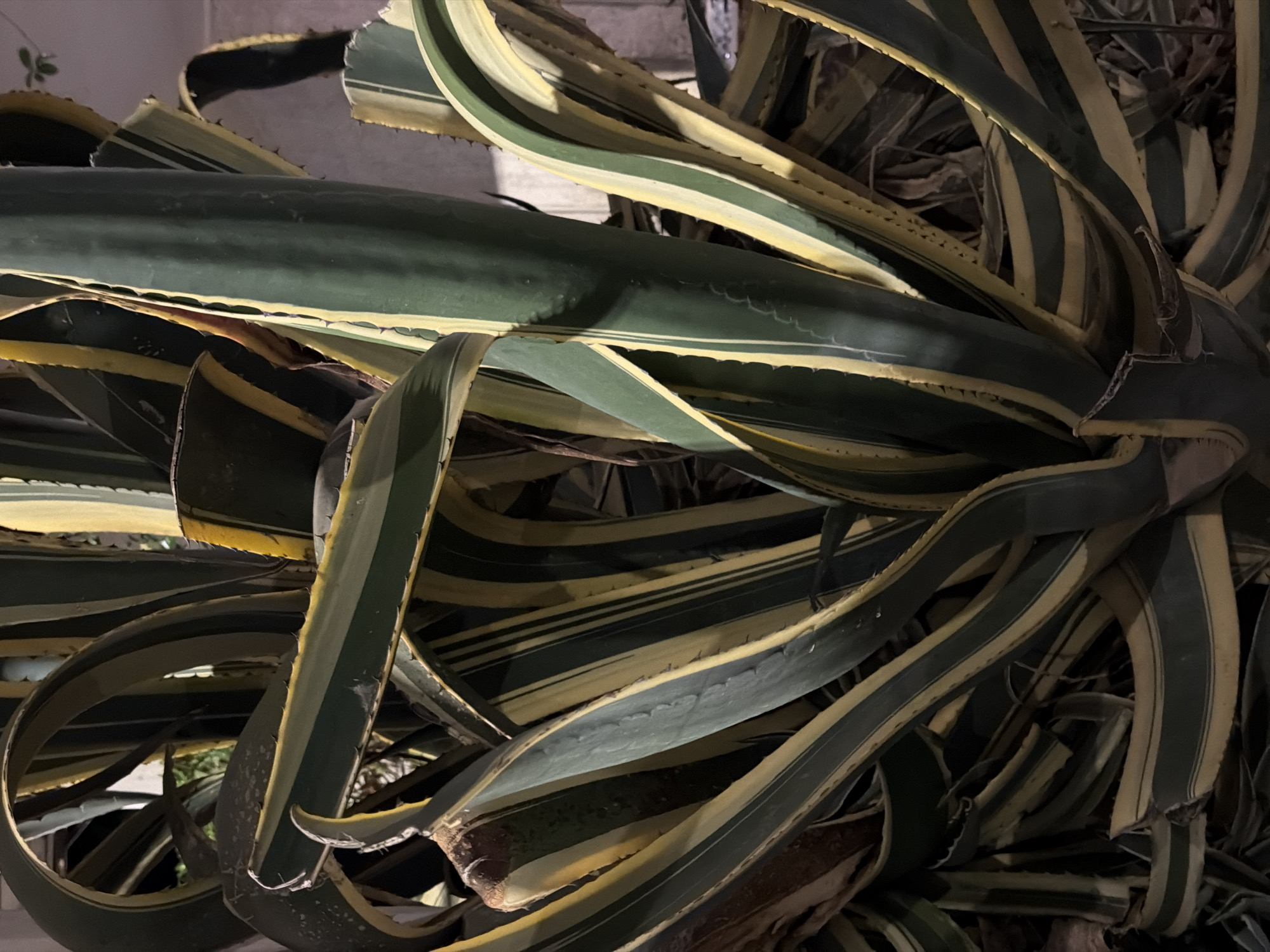 The image shows a close-up view of a cluster of Agave americana 'Variegata' plants. The plants feature long, thick leaves with green and yellow stripes. The leaves are arranged in a dense, overlapping manner. The lighting appears to be dim, possibly taken at night. No people are visible. The location in Tel-Aviv, Israel, cannot be determined from the image alone.